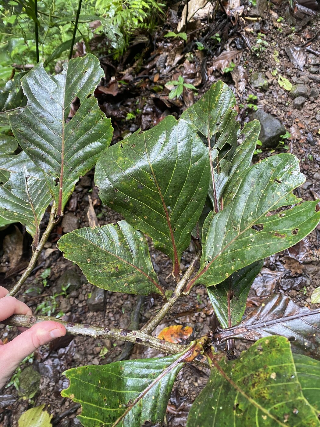 Ocotea endresiana leaves showing obovate shape and venation