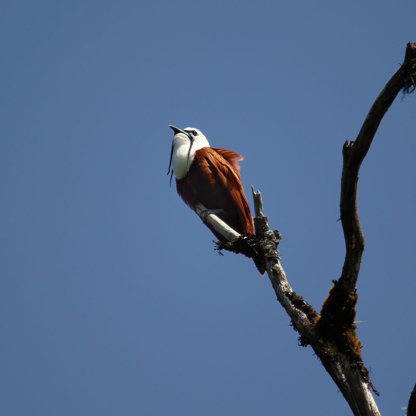 Male three-wattled bellbird calling from a dead branch perch in Monteverde
