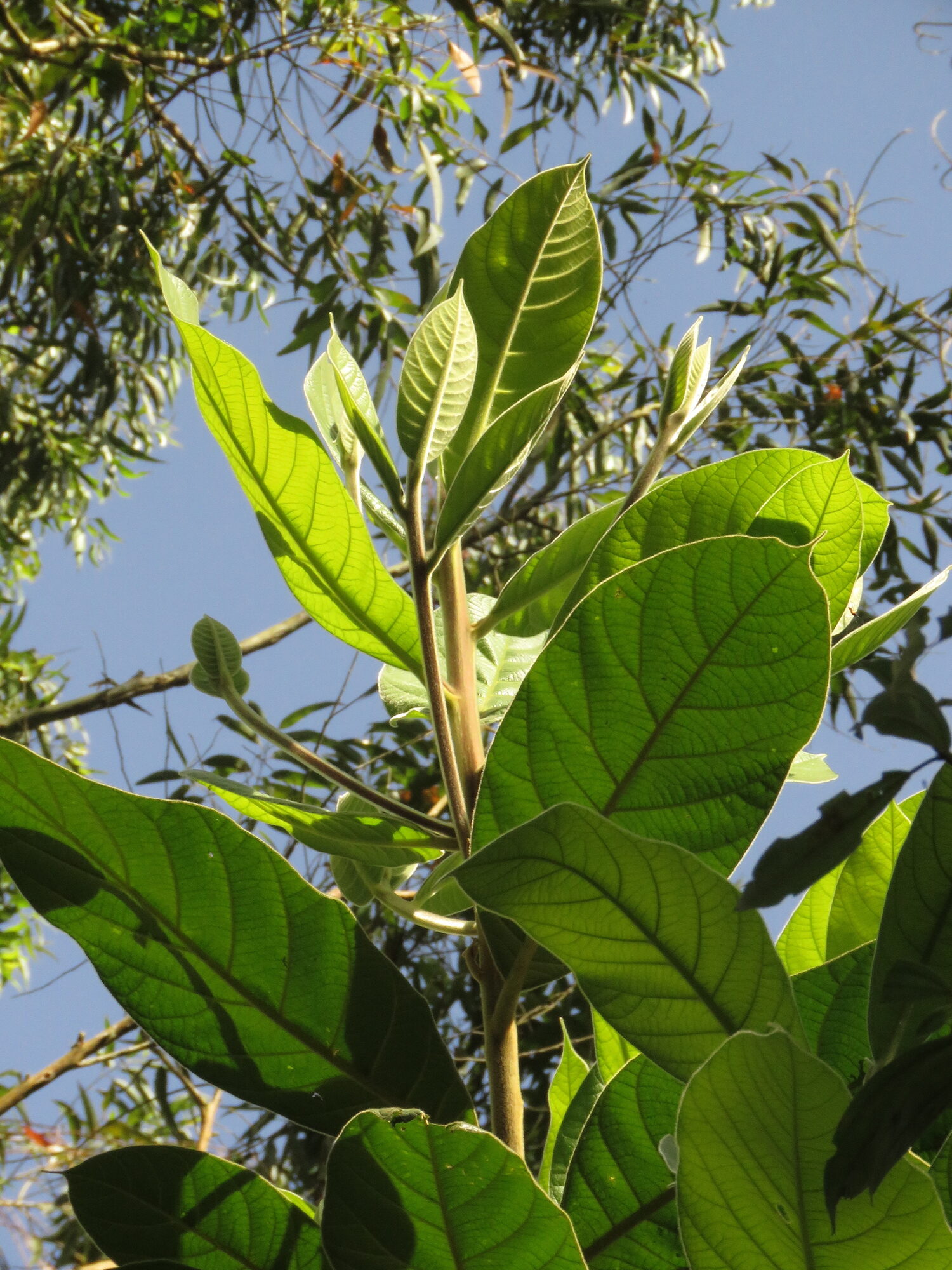 Branch tip of Ocotea macrophylla showing large glossy leaves