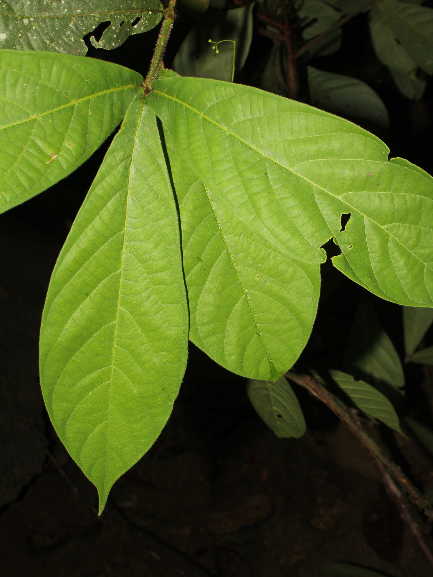 Foliage of Ocotea macrophylla showing the large, glossy leaves