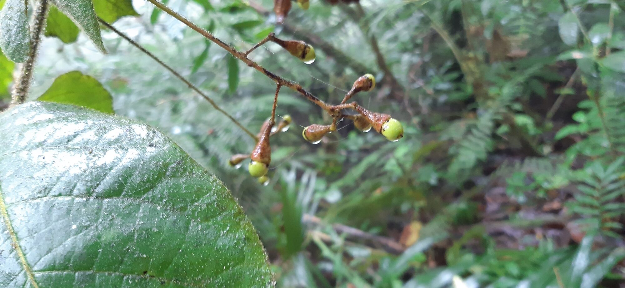 Ripe drupes of Ocotea macrophylla on cupules