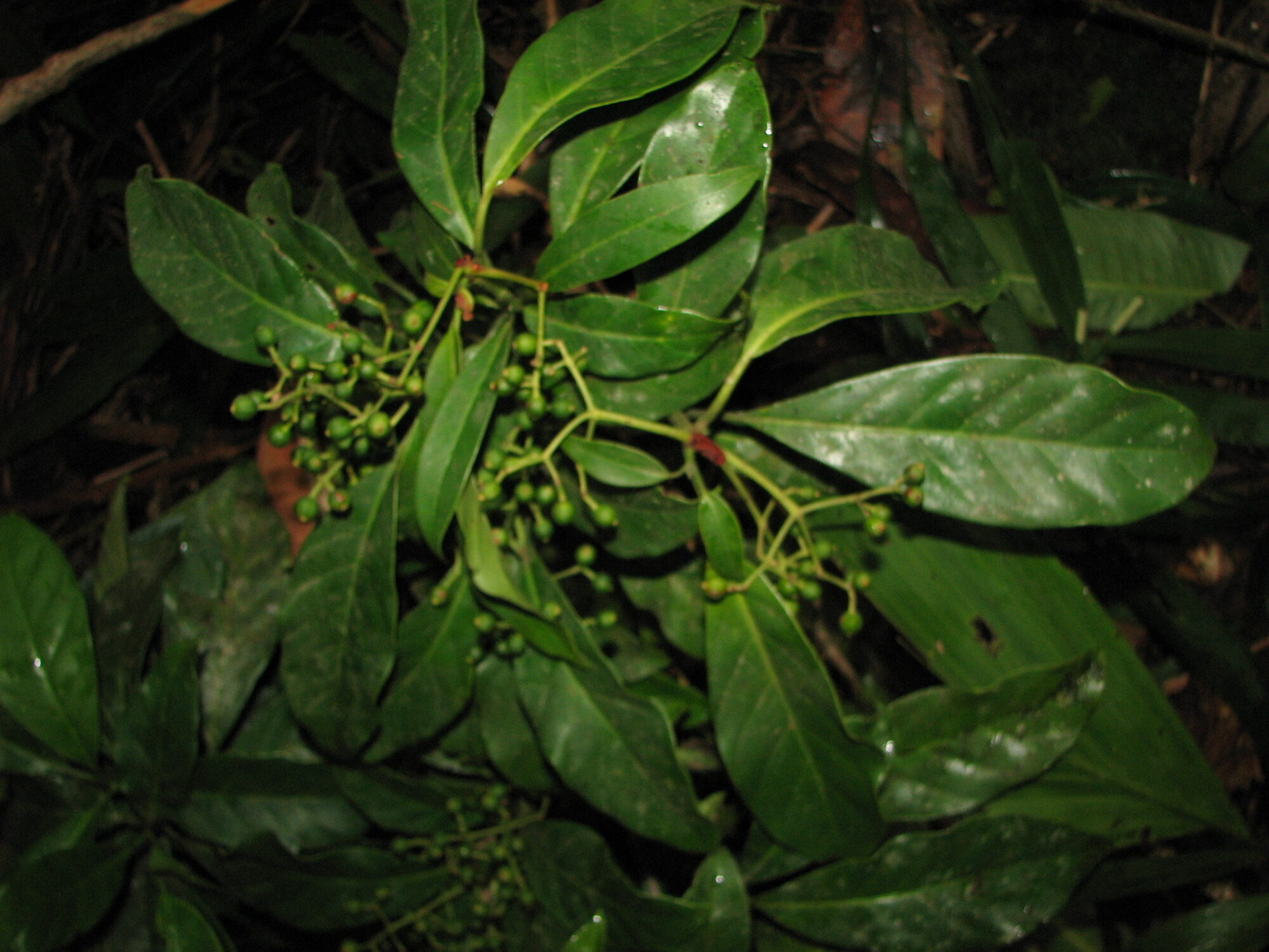 Immature fruits of Ocotea macrophylla on green panicles