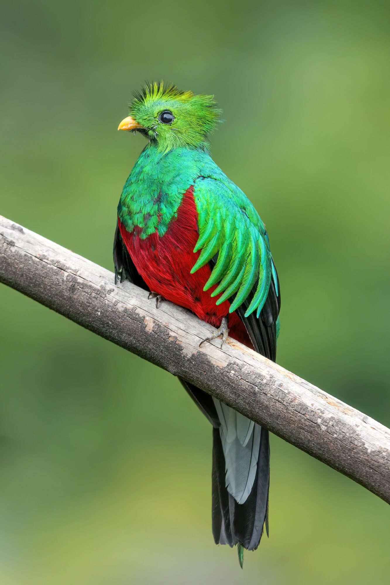 Resplendent quetzal perched on a laurel branch