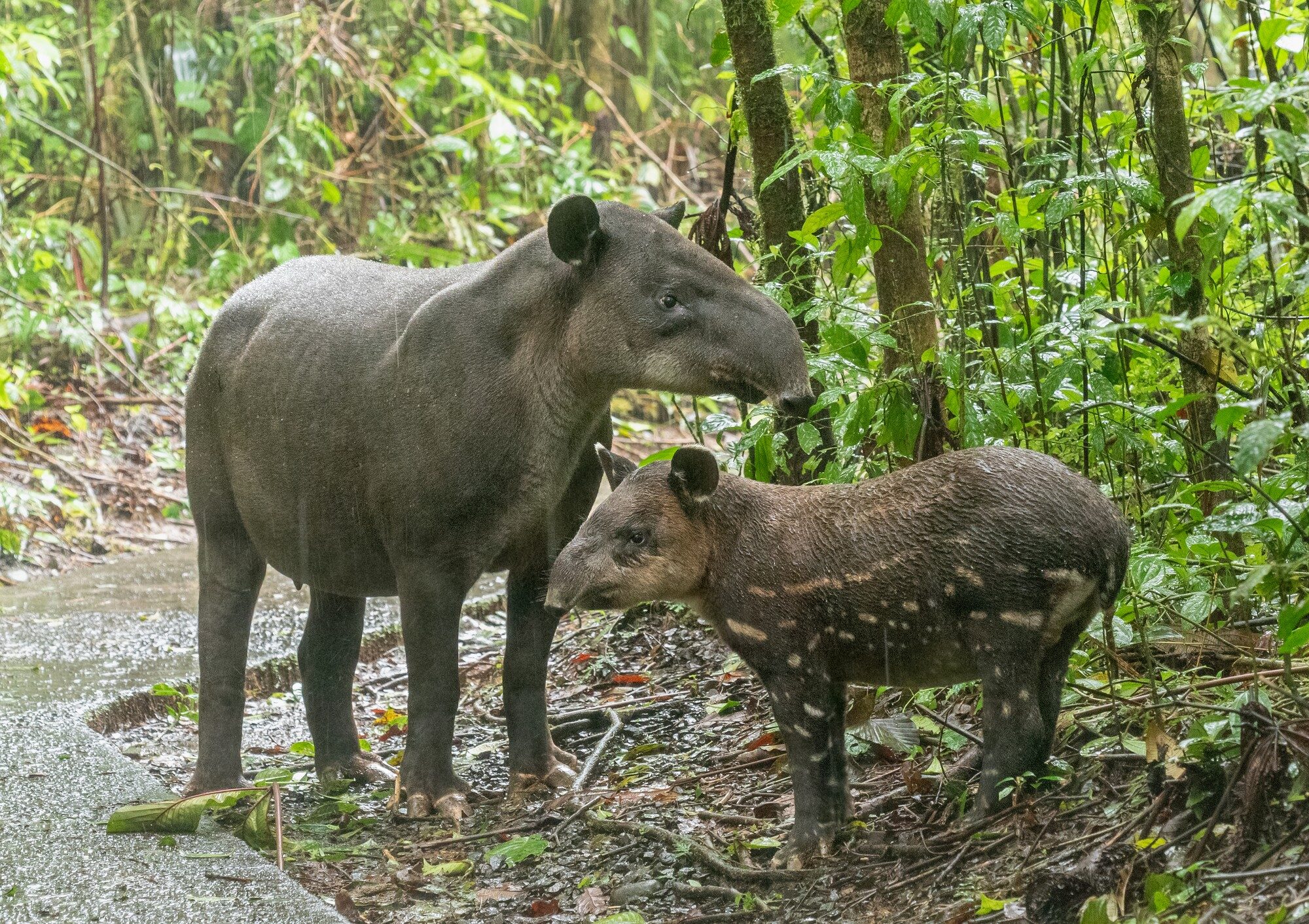 Baird's tapir with calf beside a stream