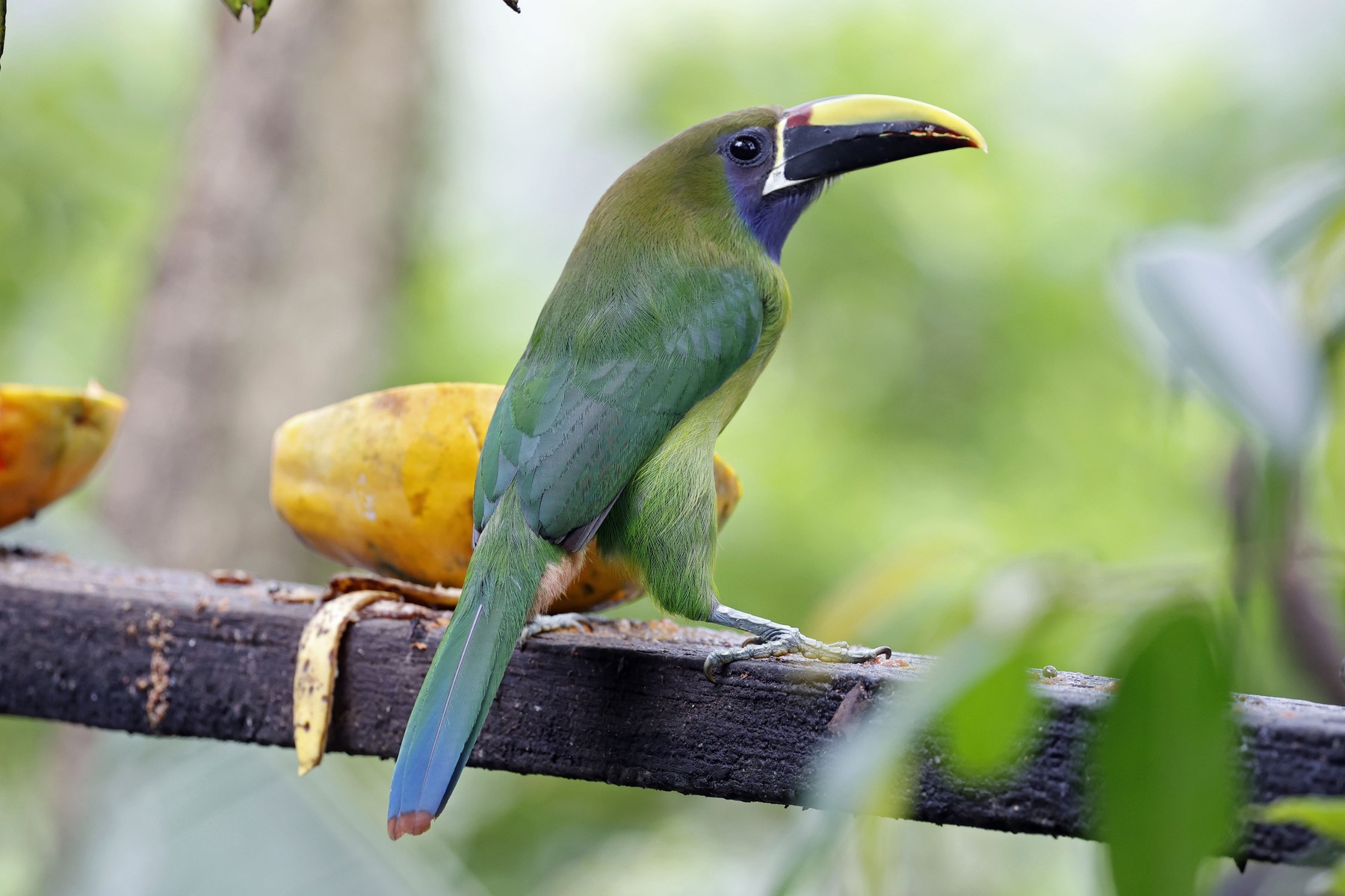 Northern emerald toucanet in cloud forest