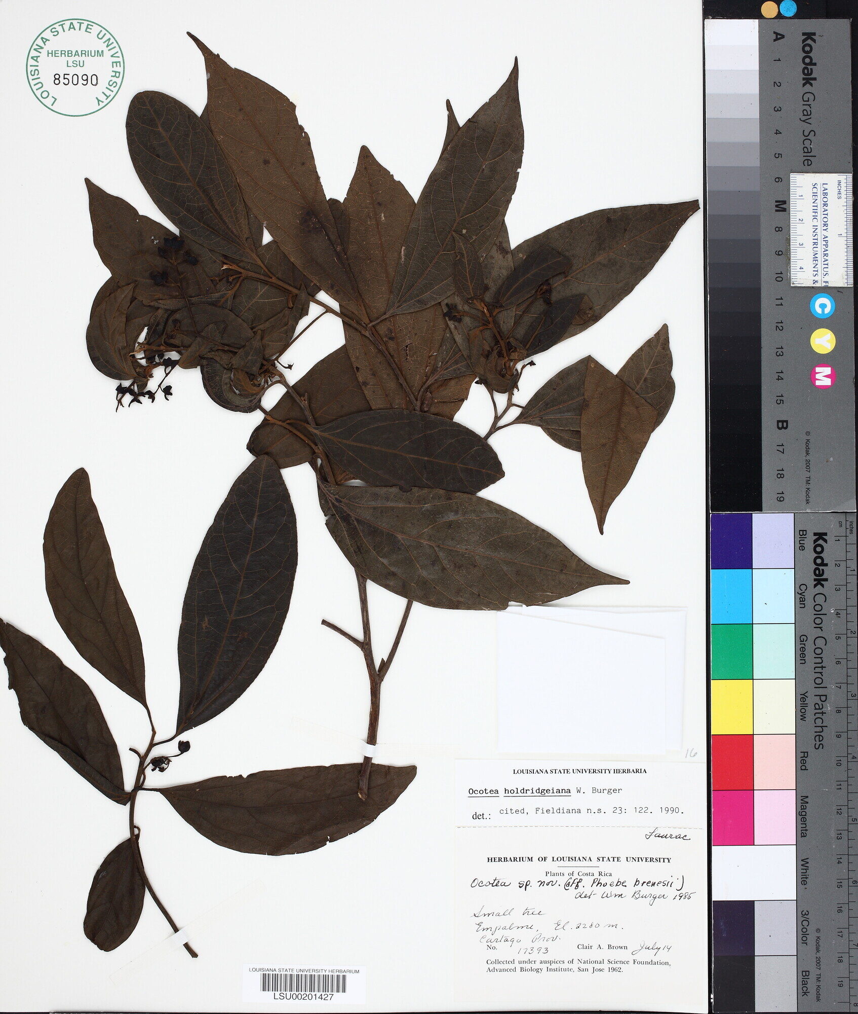LSU herbarium specimen LSU00201427 of Ocotea holdridgeiana from Costa Rica