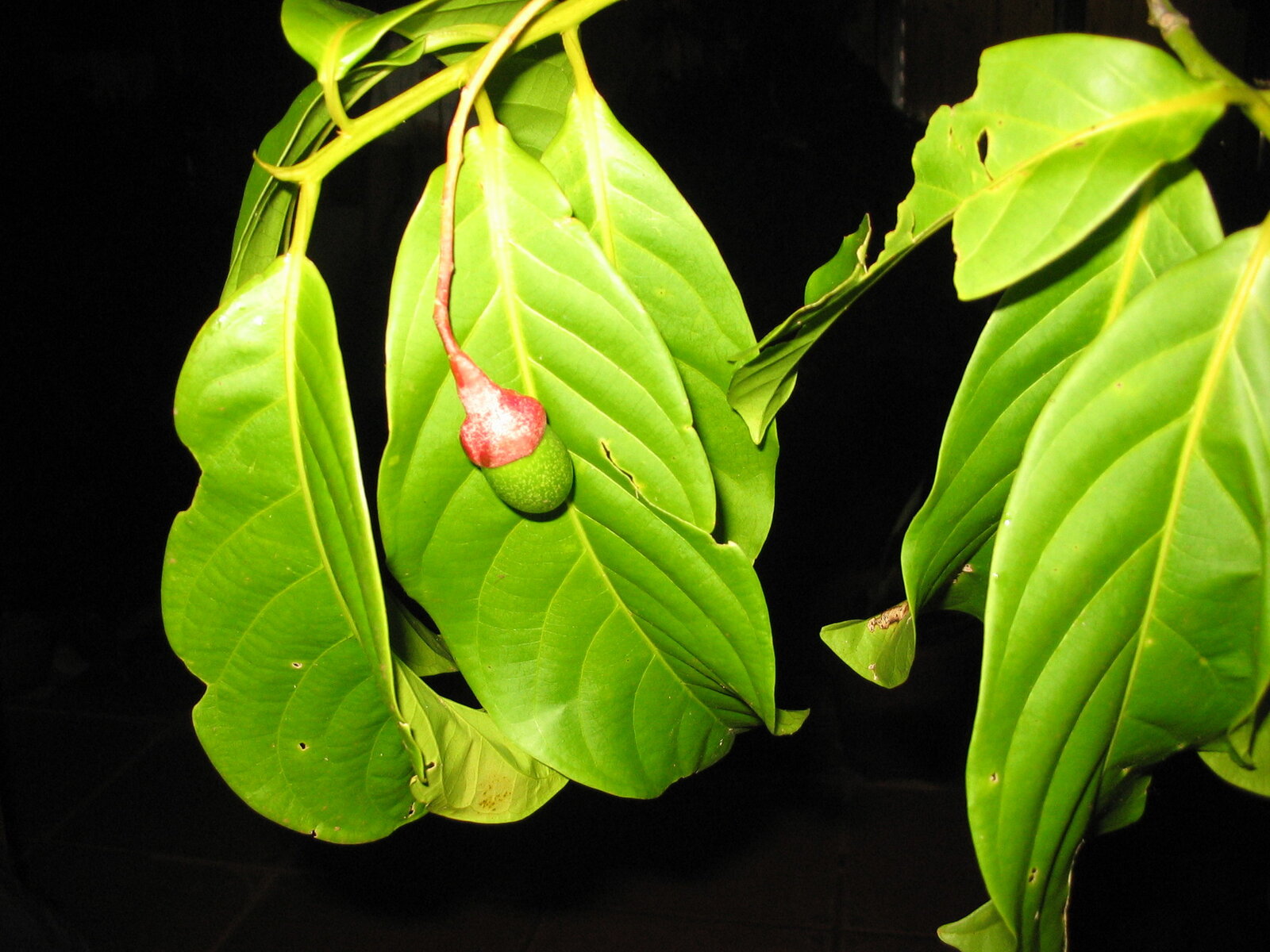 Ocotea laetevirens flowering branch with developing fruits