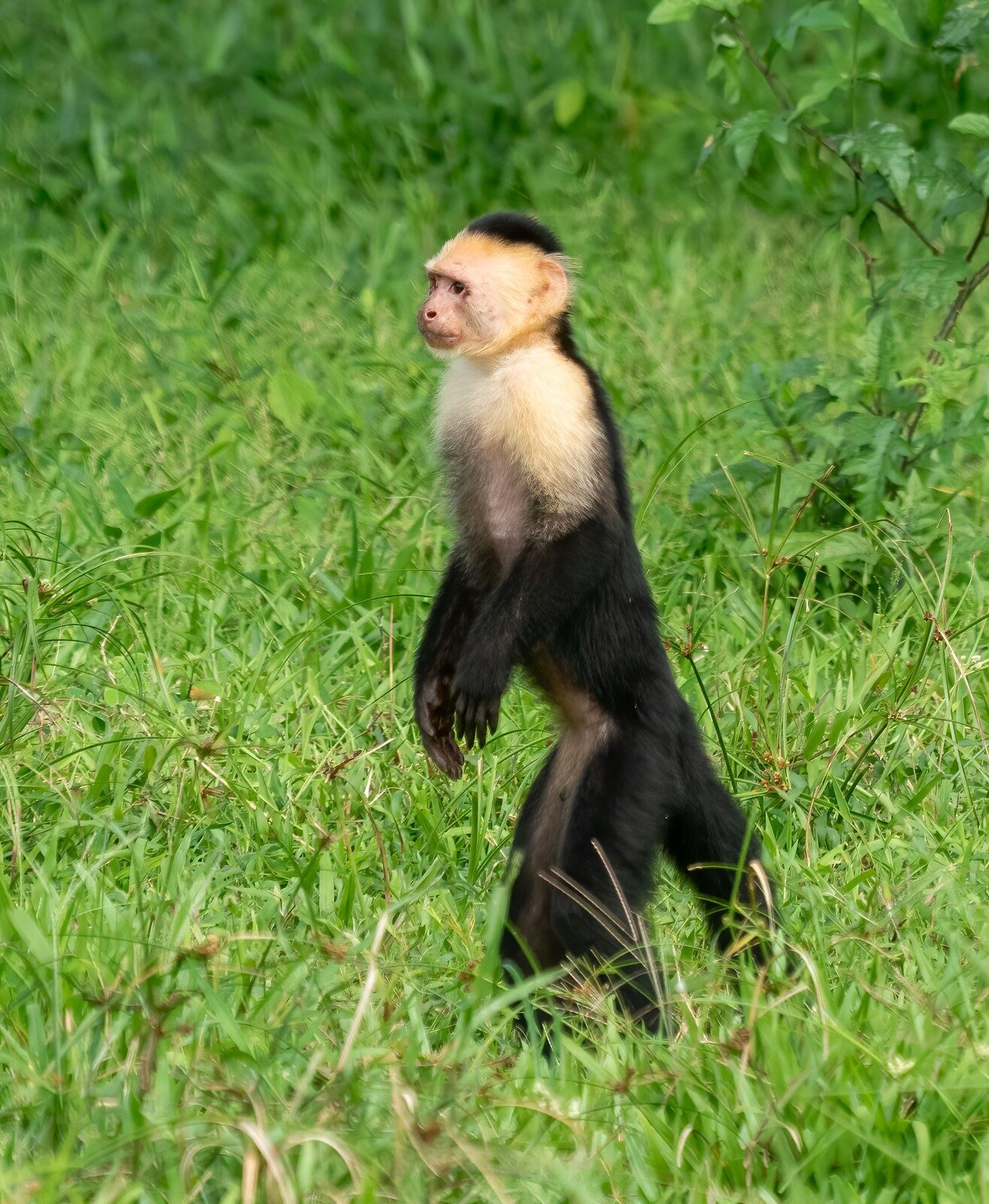 White-faced capuchin monkey looking into the camera