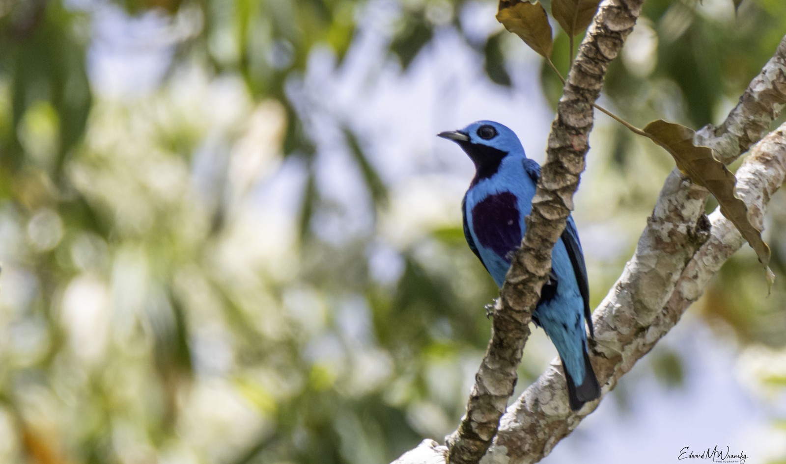 Scarlet-rumped (Turquoise) Cotinga male perched
