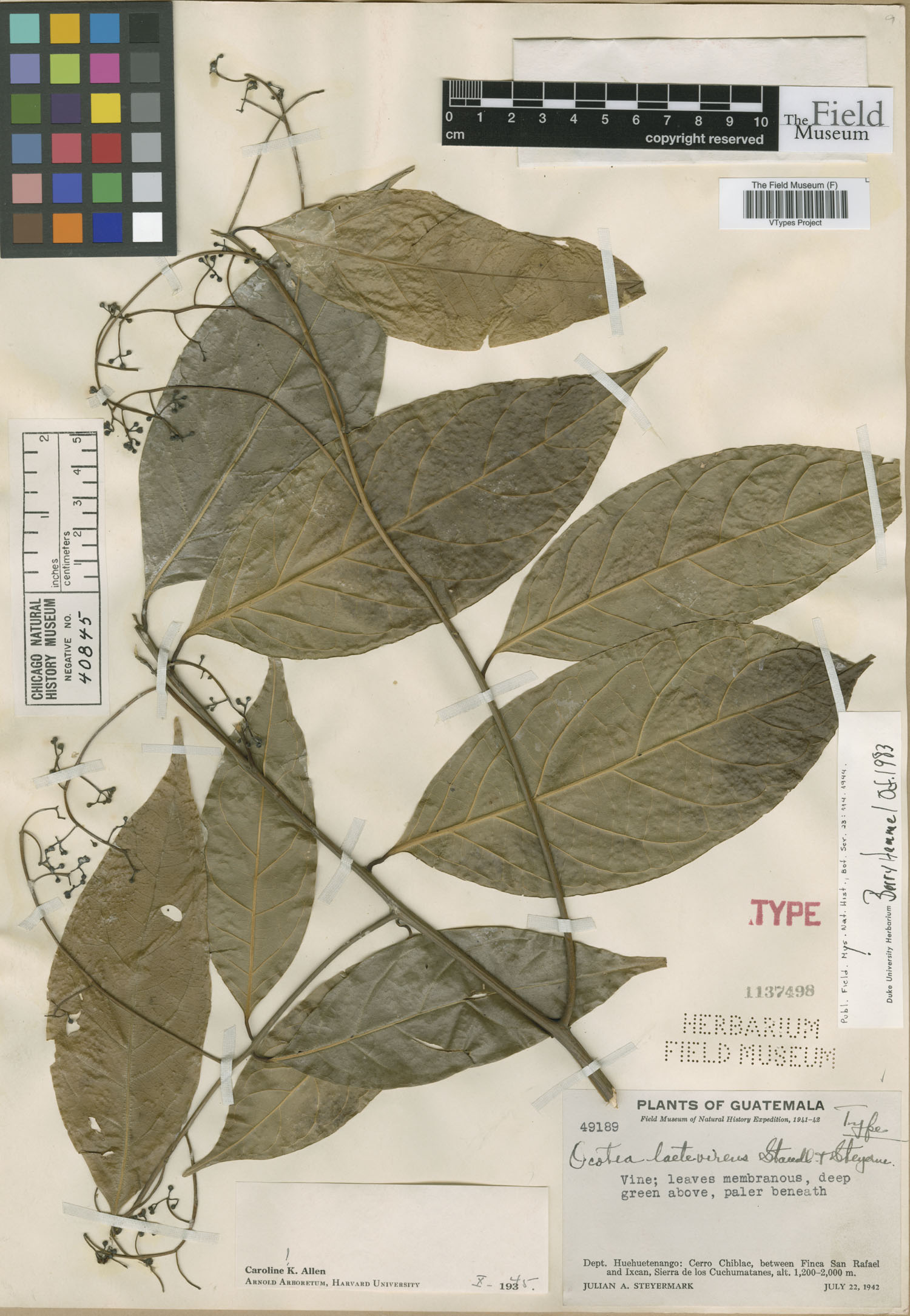 Holotype sheet of Ocotea laetevirens from Field Museum