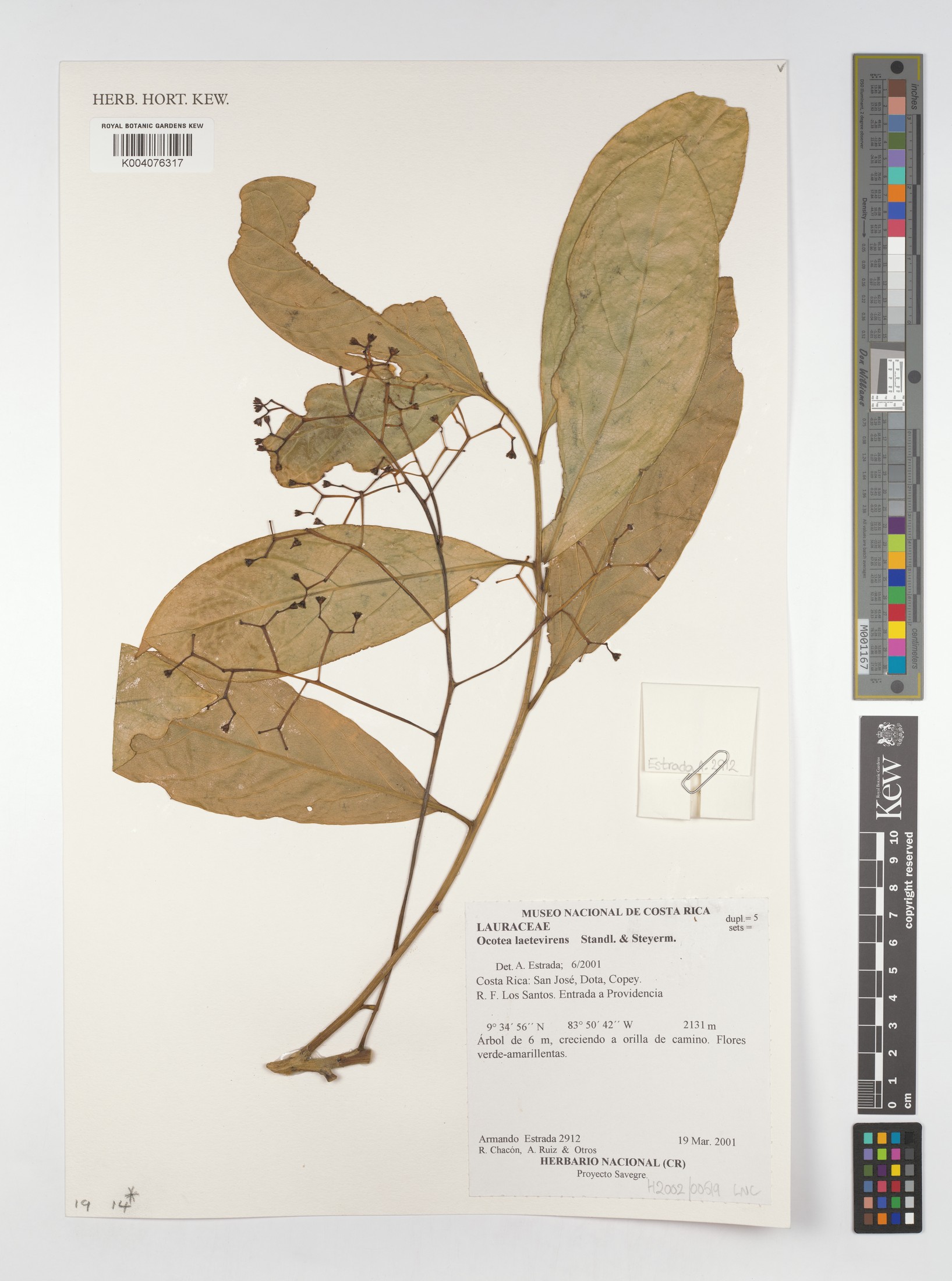 Herbarium sheet of Ocotea laetevirens from Kew