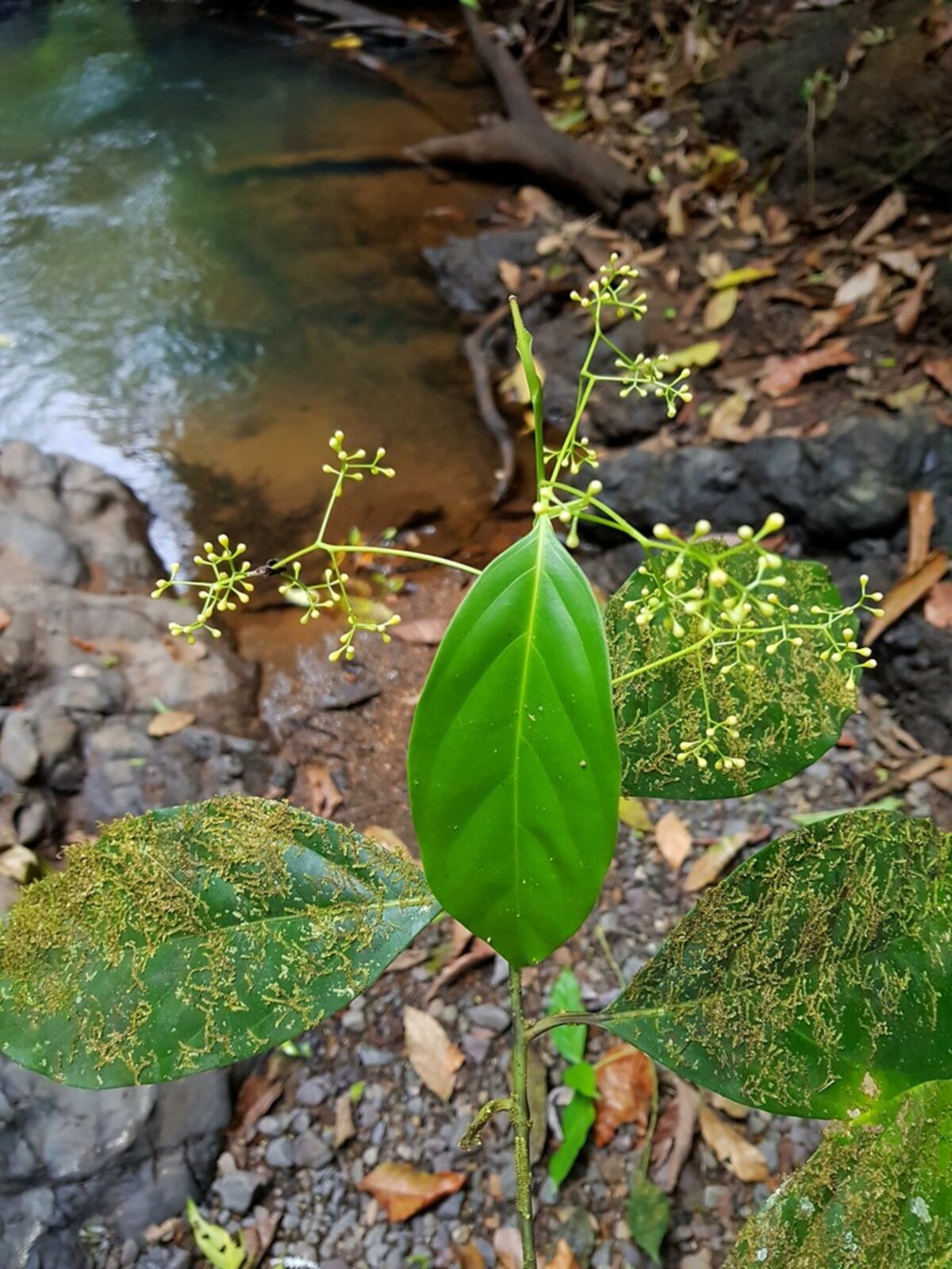 Ocotea laetevirens leaf showing domatia and venation