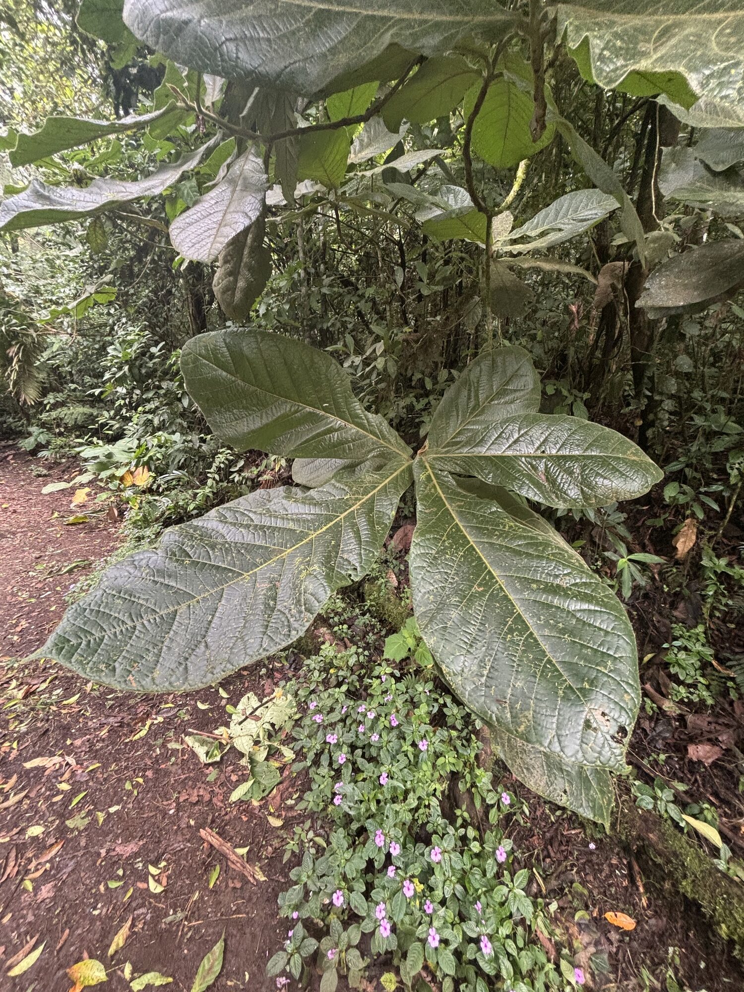 Large obovate leaves of Ocotea lentii in habitat