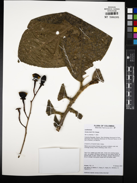 Tropicos herbarium sheet of Ocotea lentii collected in Costa Rica
