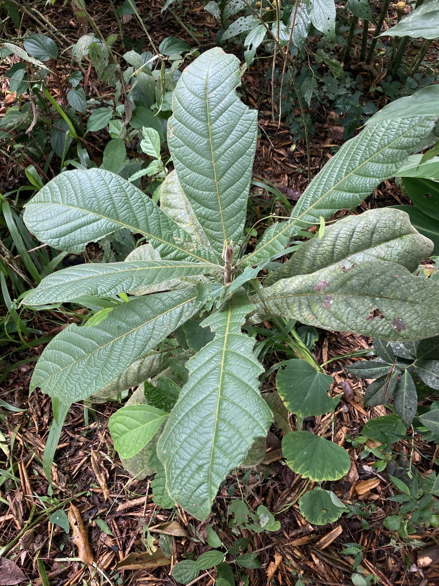 Young Ocotea lentii showing characteristic leaf arrangement
