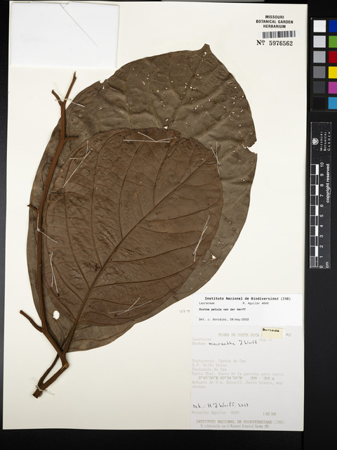 Tropicos herbarium sheet of Ocotea macrantha showing pubescent twigs