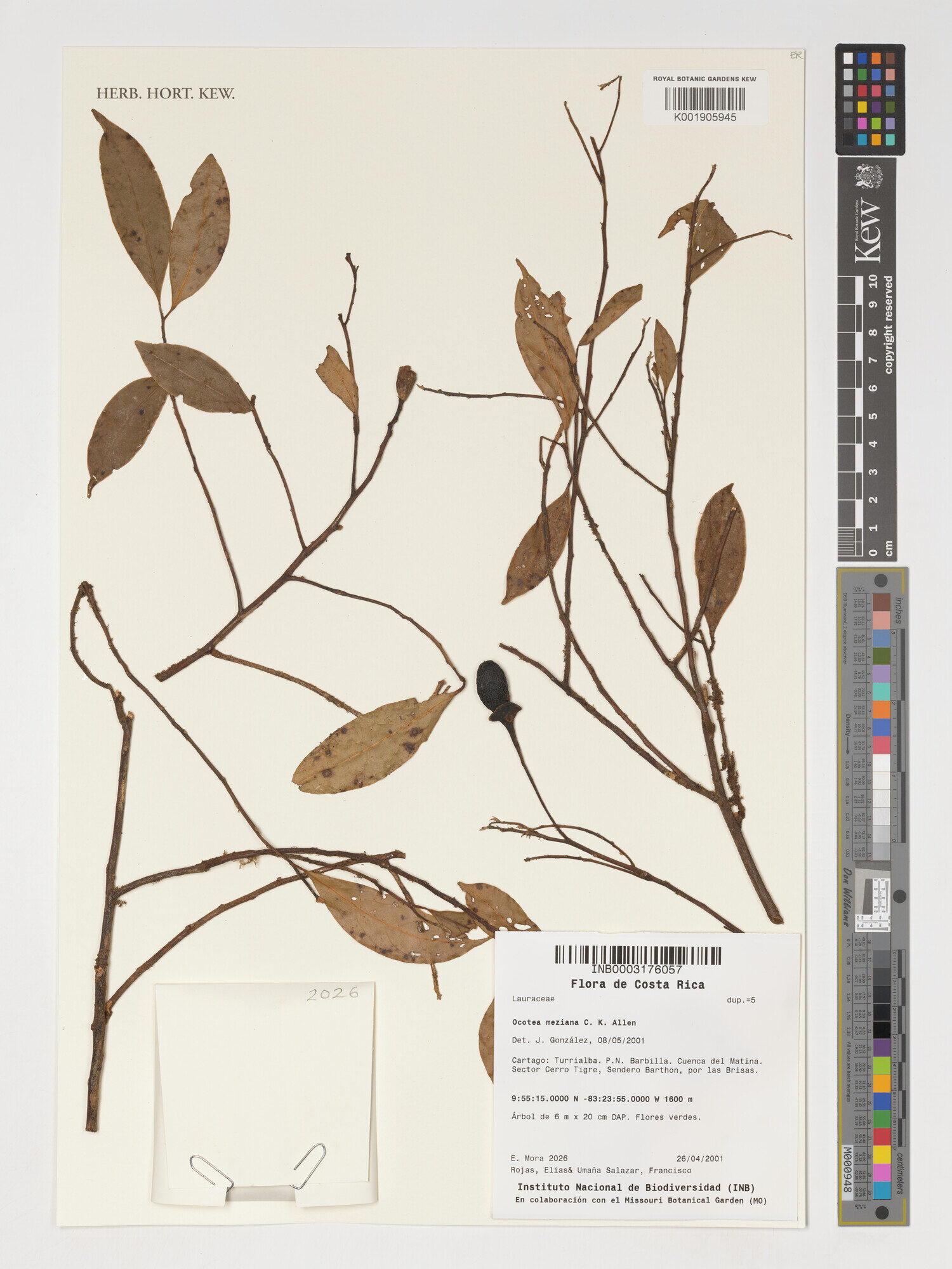 Kew herbarium specimen K001905945 of Ocotea meziana from Costa Rica