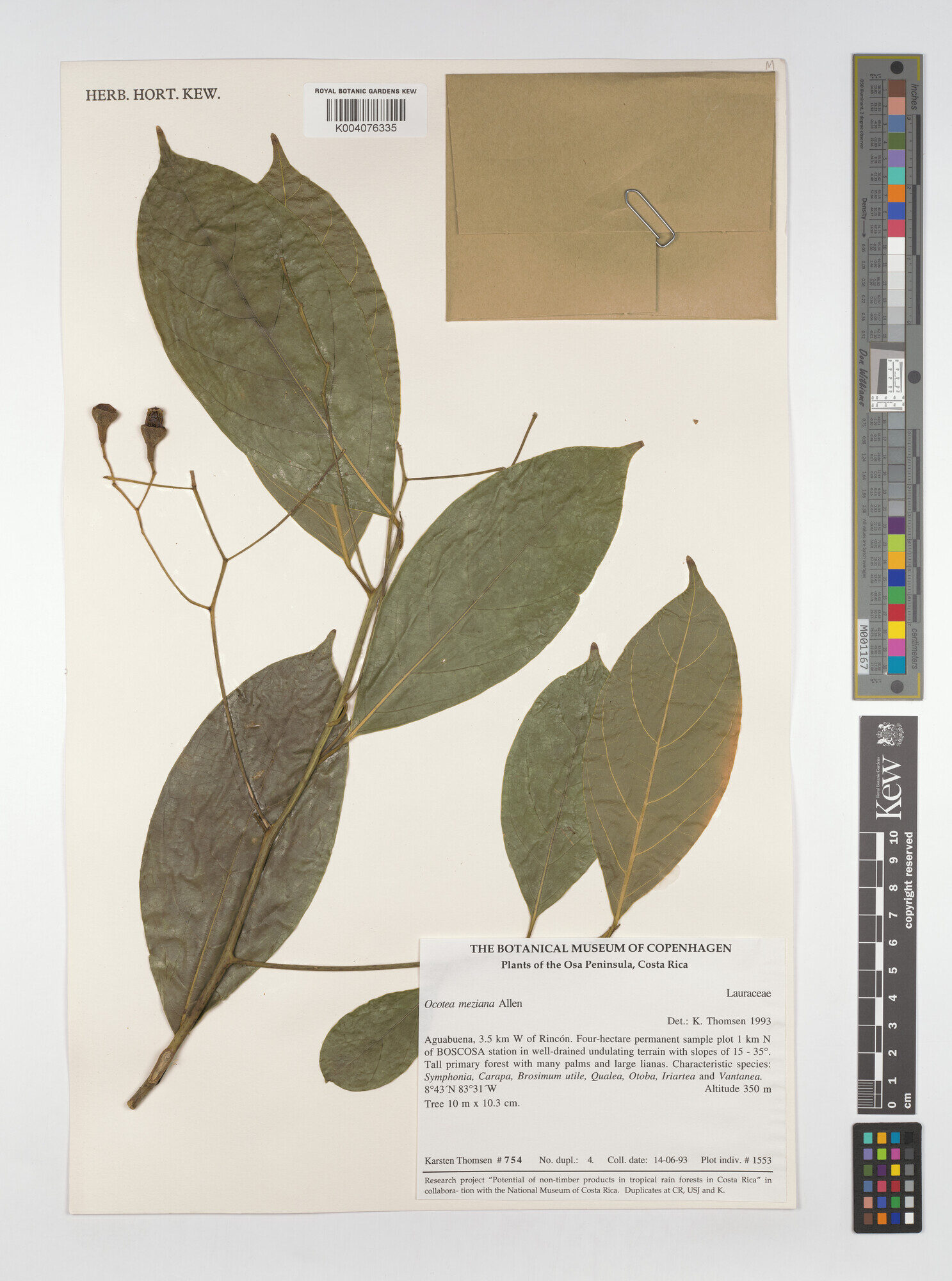 Kew herbarium specimen of Ocotea meziana from the Osa Peninsula