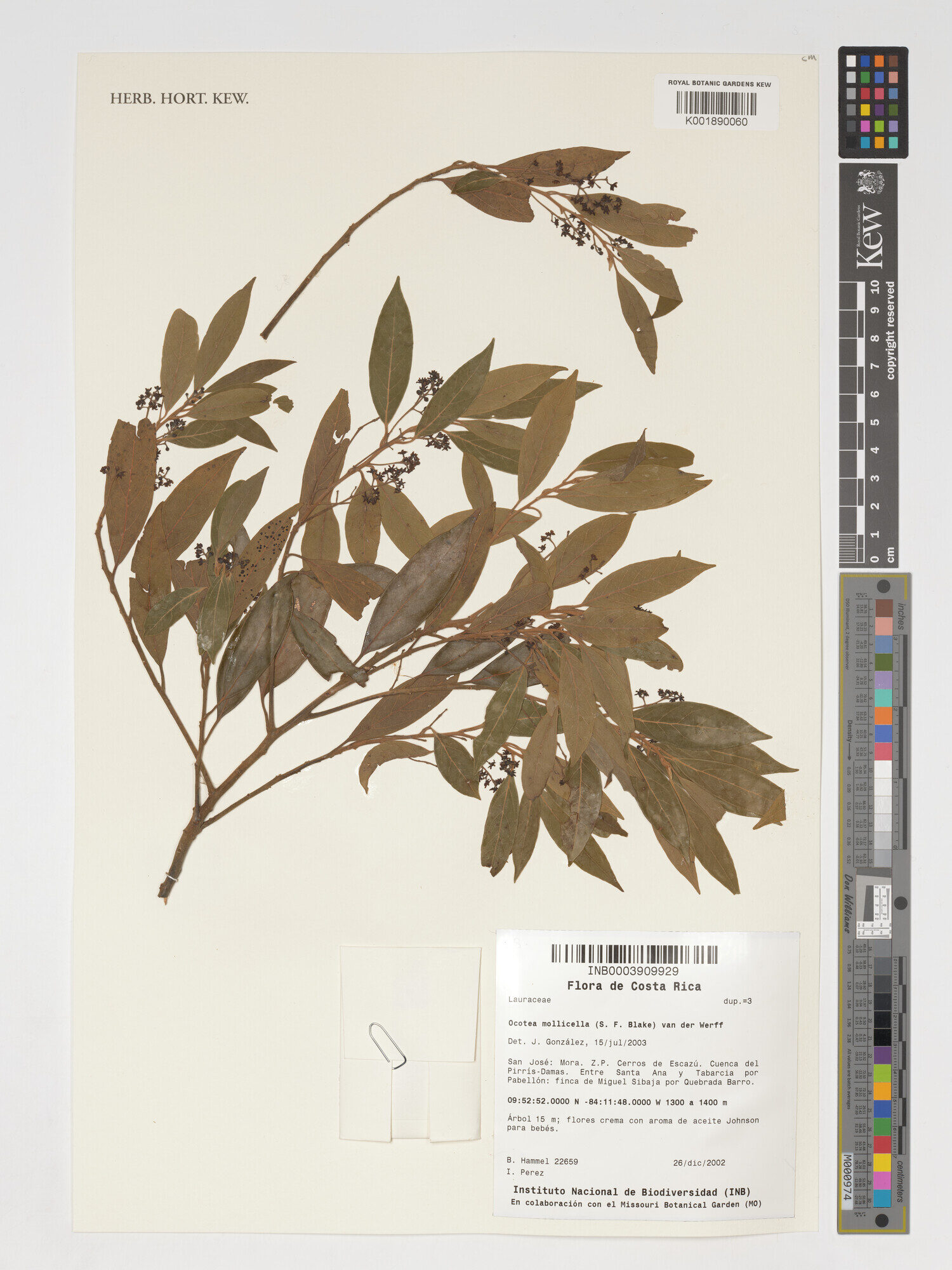 Kew specimen K001890060 of Ocotea mollicella showing narrow elliptic leaves