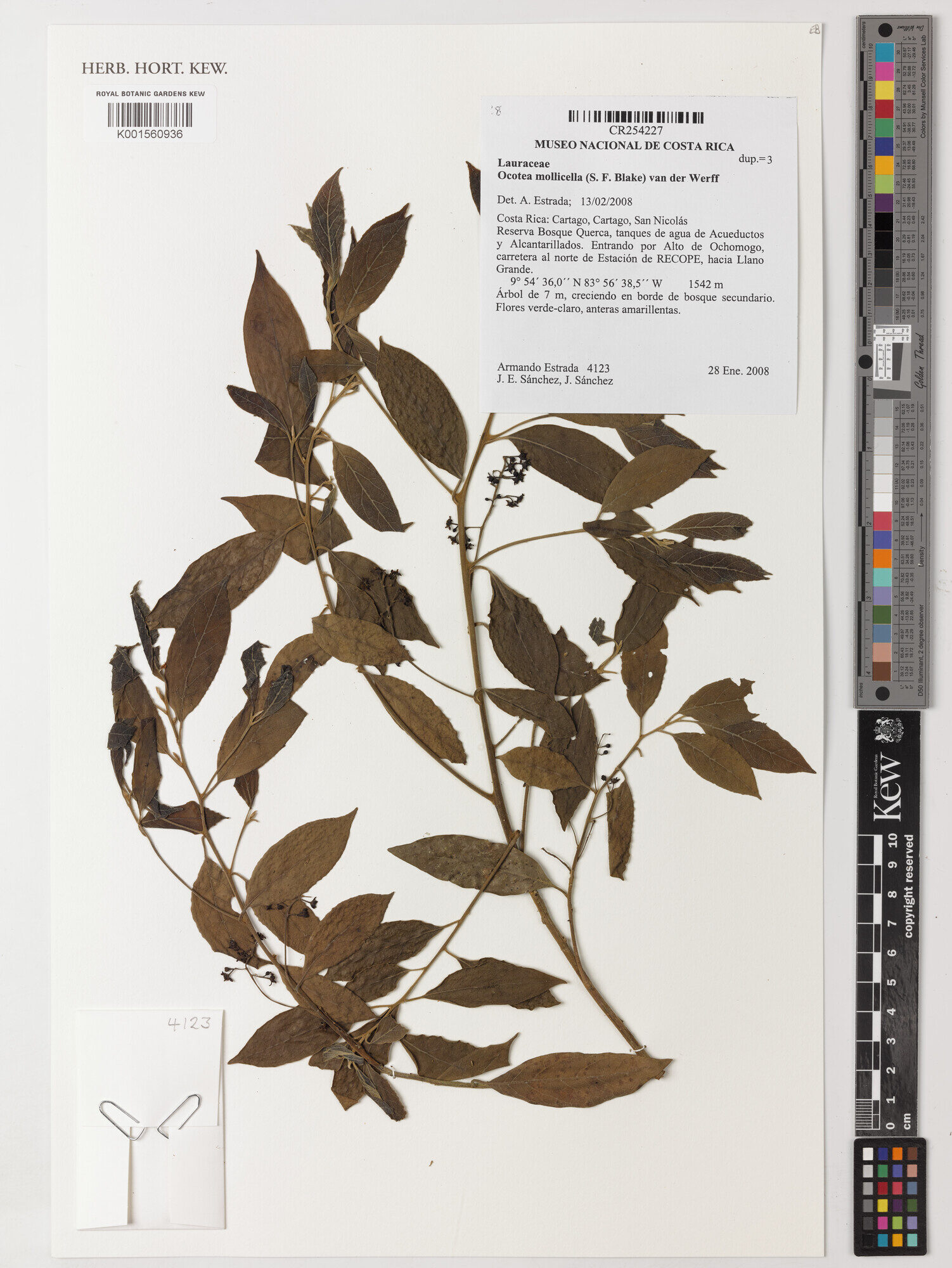 Kew specimen K001560936 of Ocotea mollicella from Cartago, Costa Rica