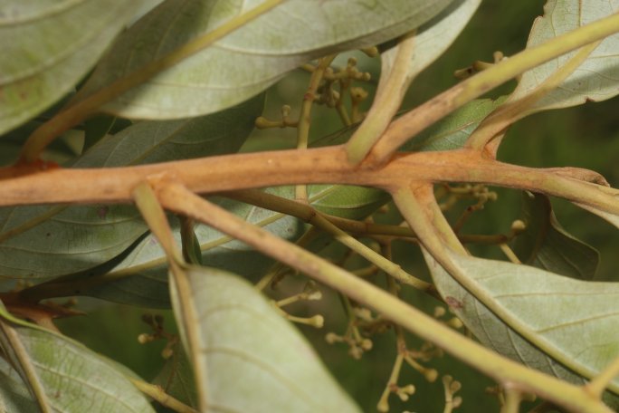Tropicos herbarium sheet of Ocotea monteverdensis collected near Monteverde