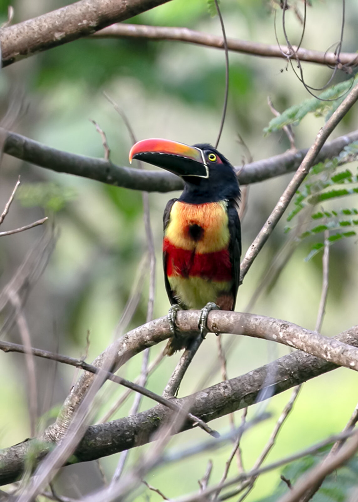Fiery-billed Aracari perched on a branch