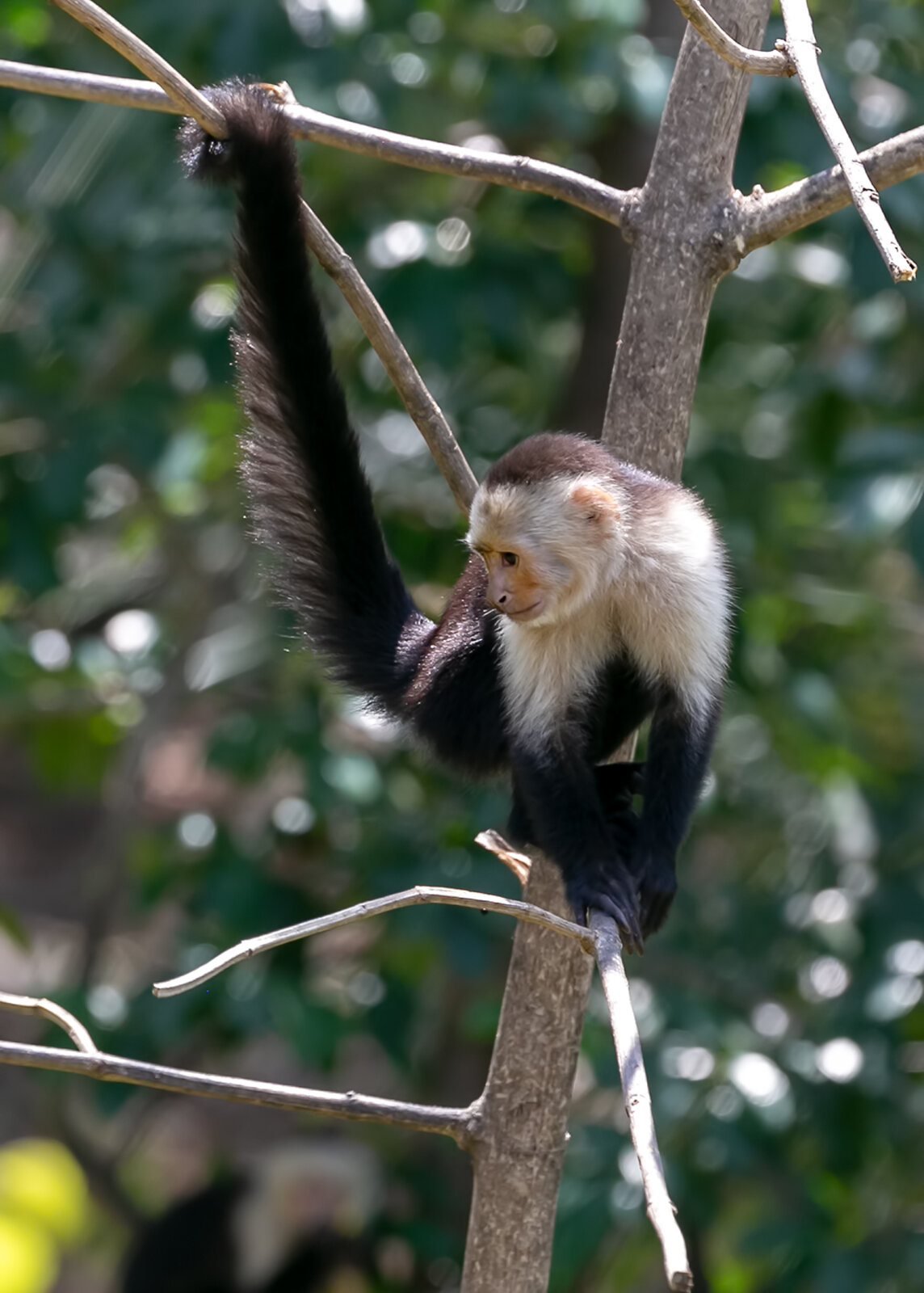 White-faced capuchin monkey looking into the camera