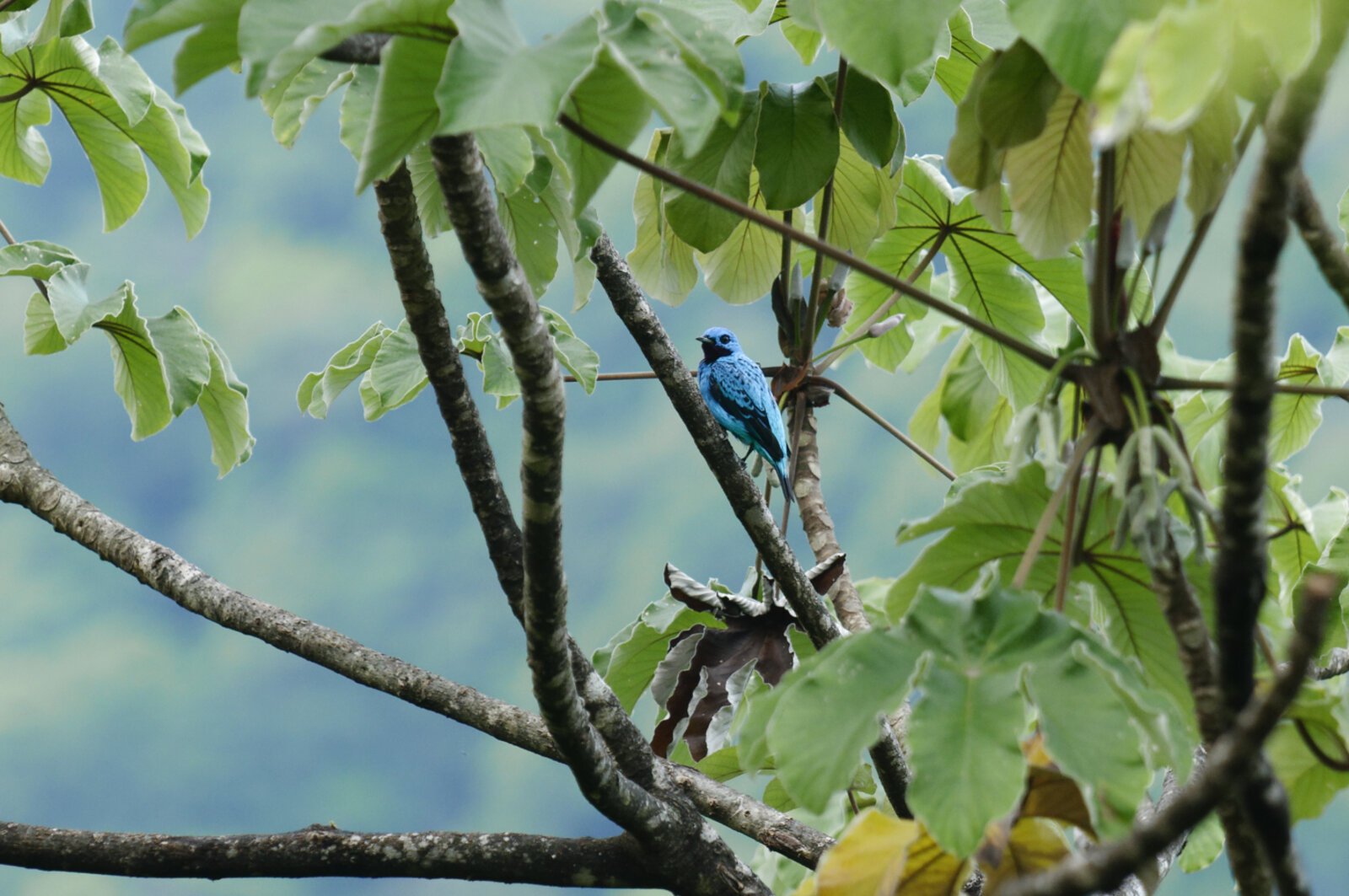 Turquoise Cotinga male perched