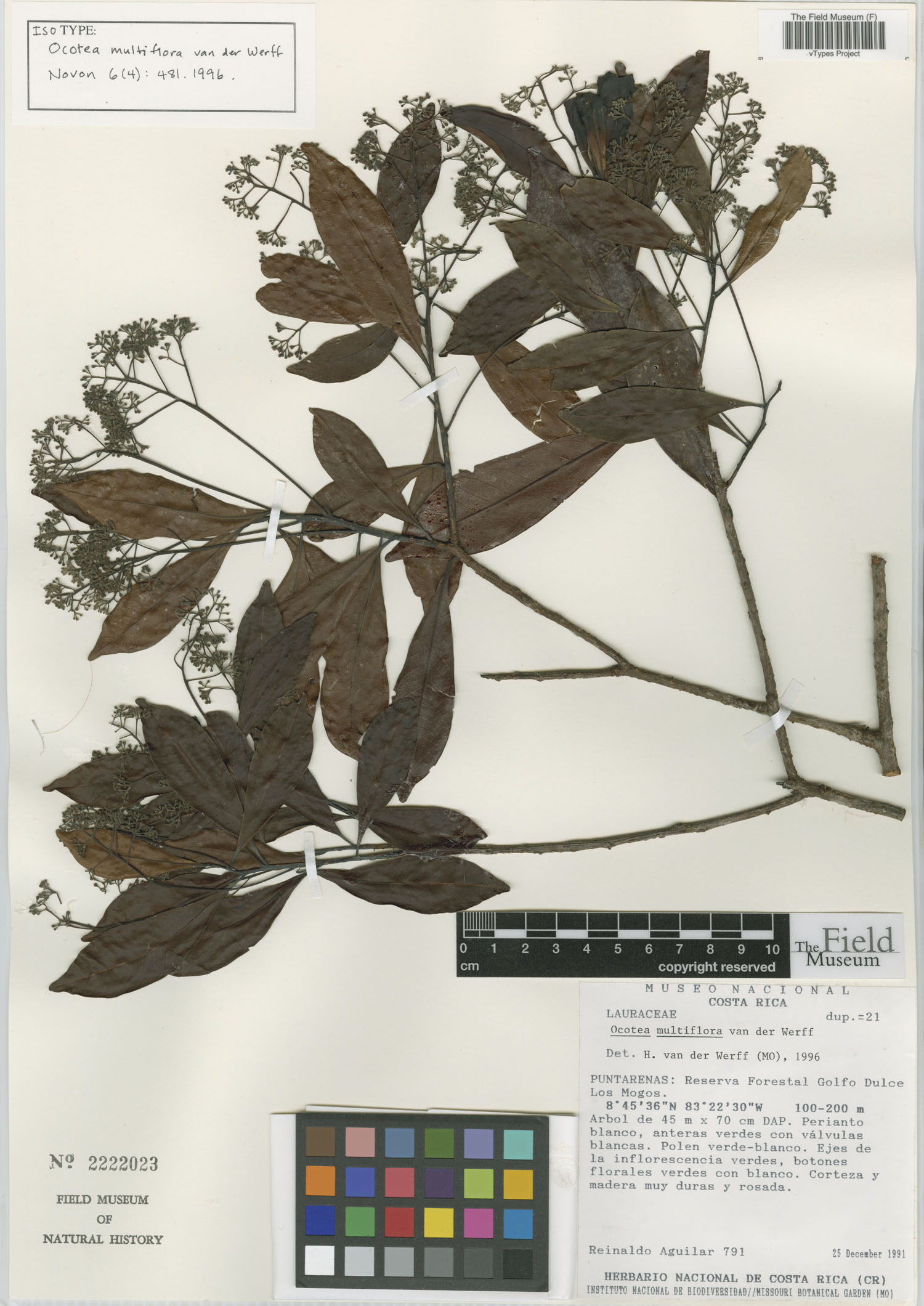 Field Museum isotype of Ocotea multiflora