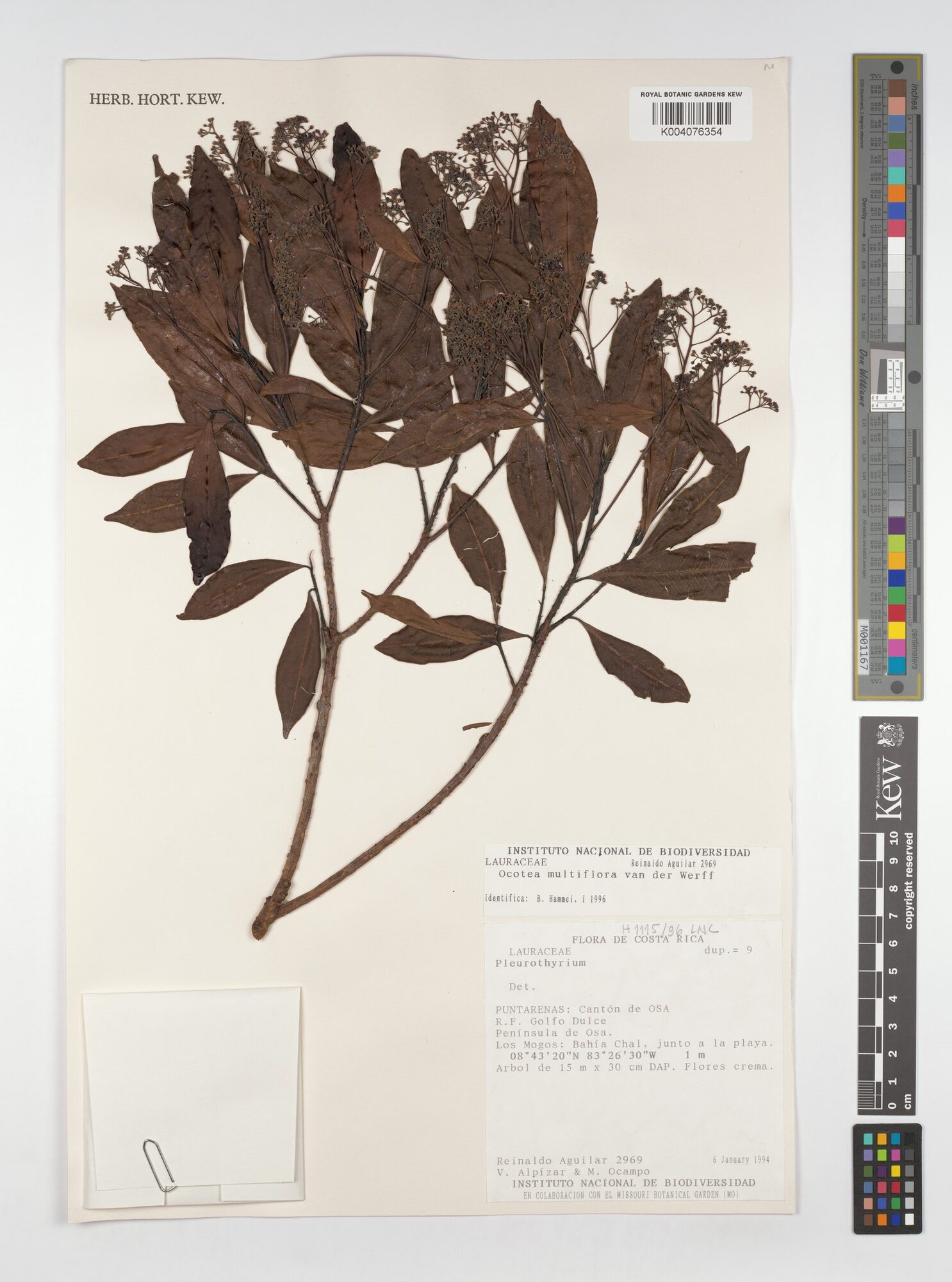 Kew herbarium sheet of Ocotea multiflora