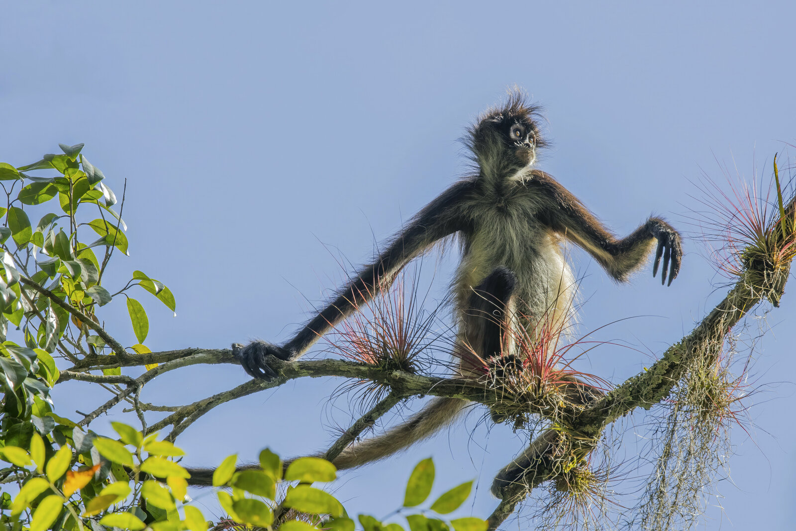 Spider monkey hanging from a branch