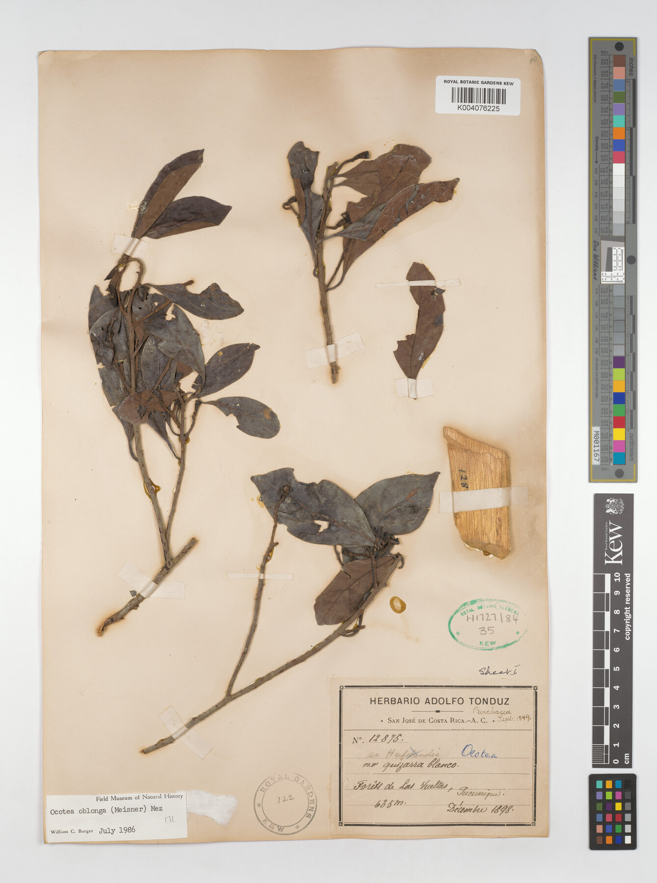 Kew herbarium sheet of Ocotea oblonga collected by Tonduz at Tucurrique, Costa Rica