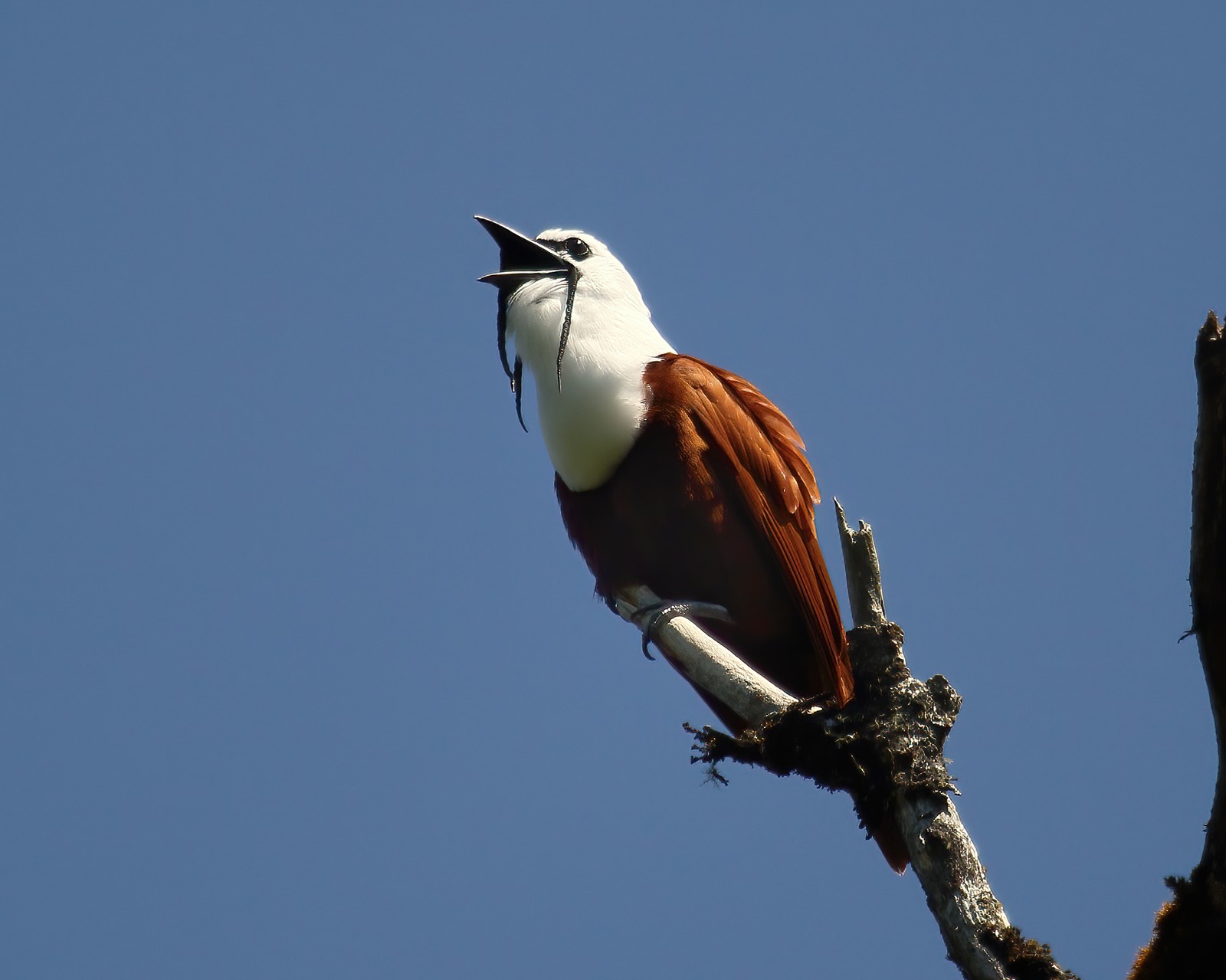 Three-wattled Bellbird calling from a perch