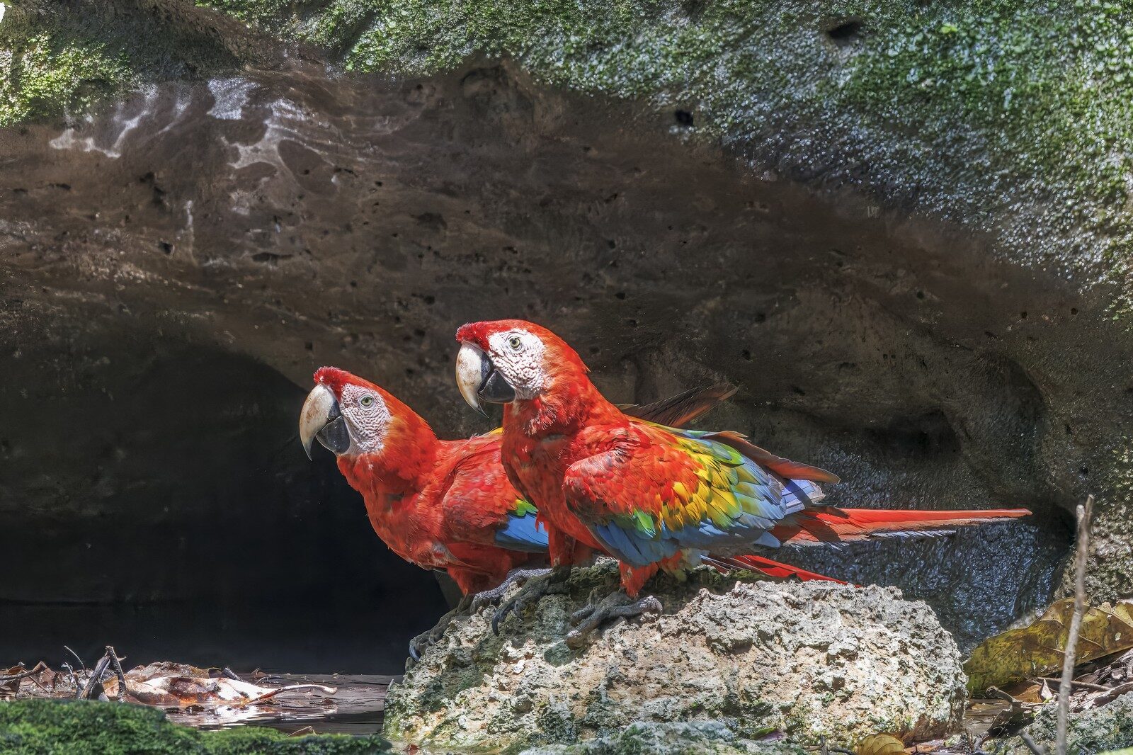 Pair of Scarlet Macaws perched together