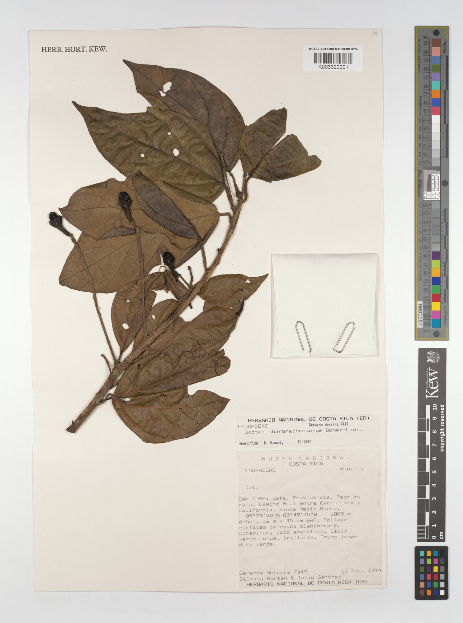 Kew herbarium sheet of Ocotea pharomachrosorum from Dota, Costa Rica