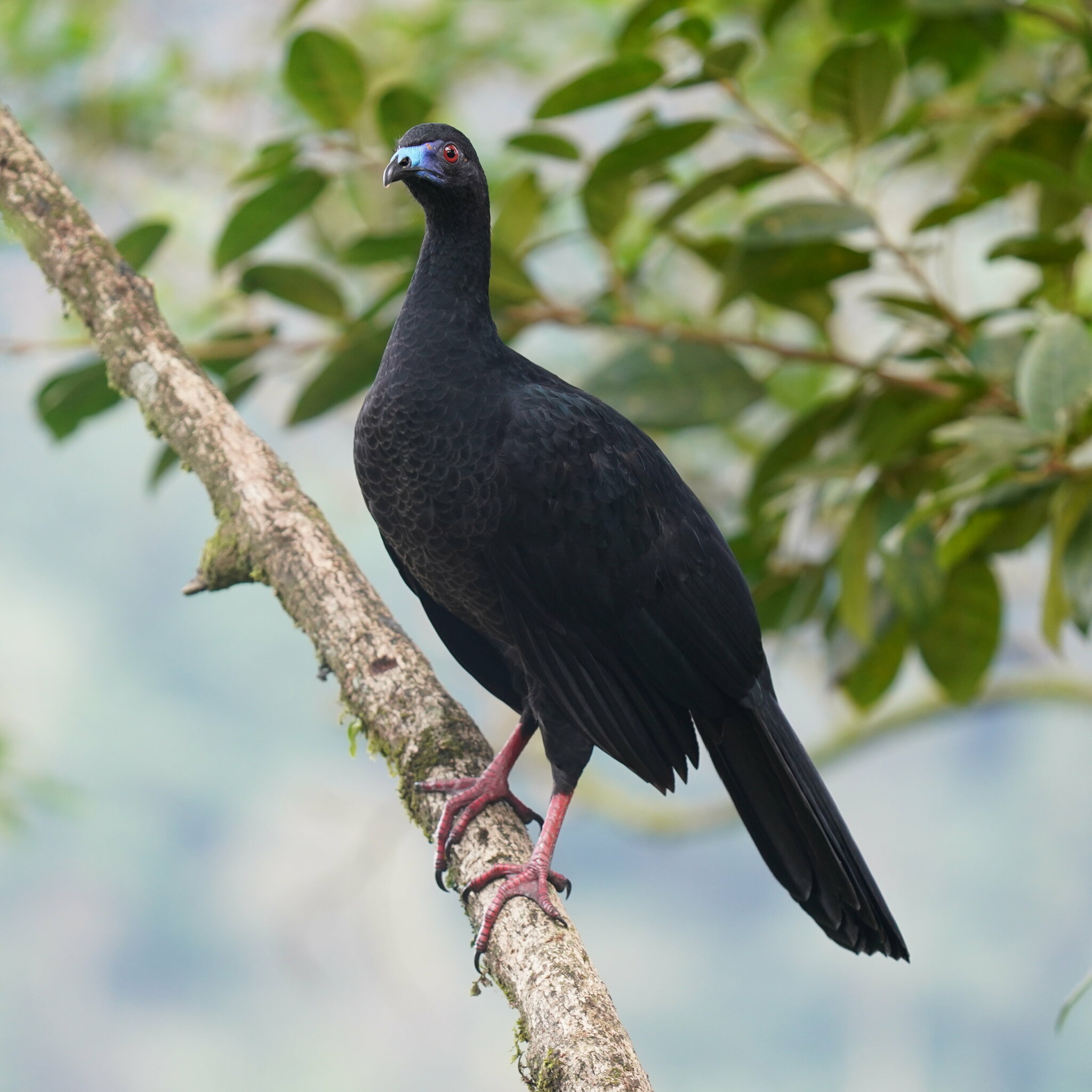 Black guan perched on a branch