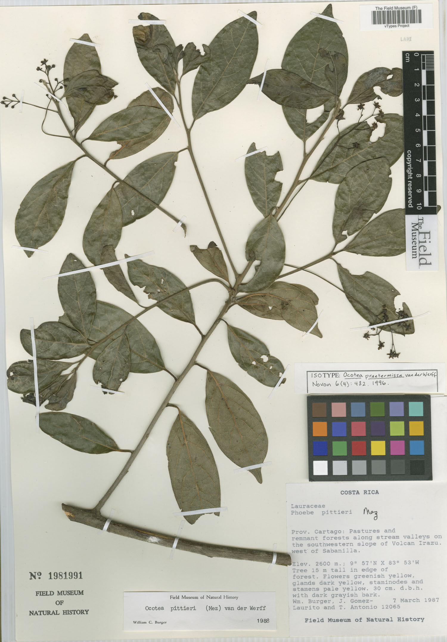 Isotype of Ocotea praetermissa at the Field Museum