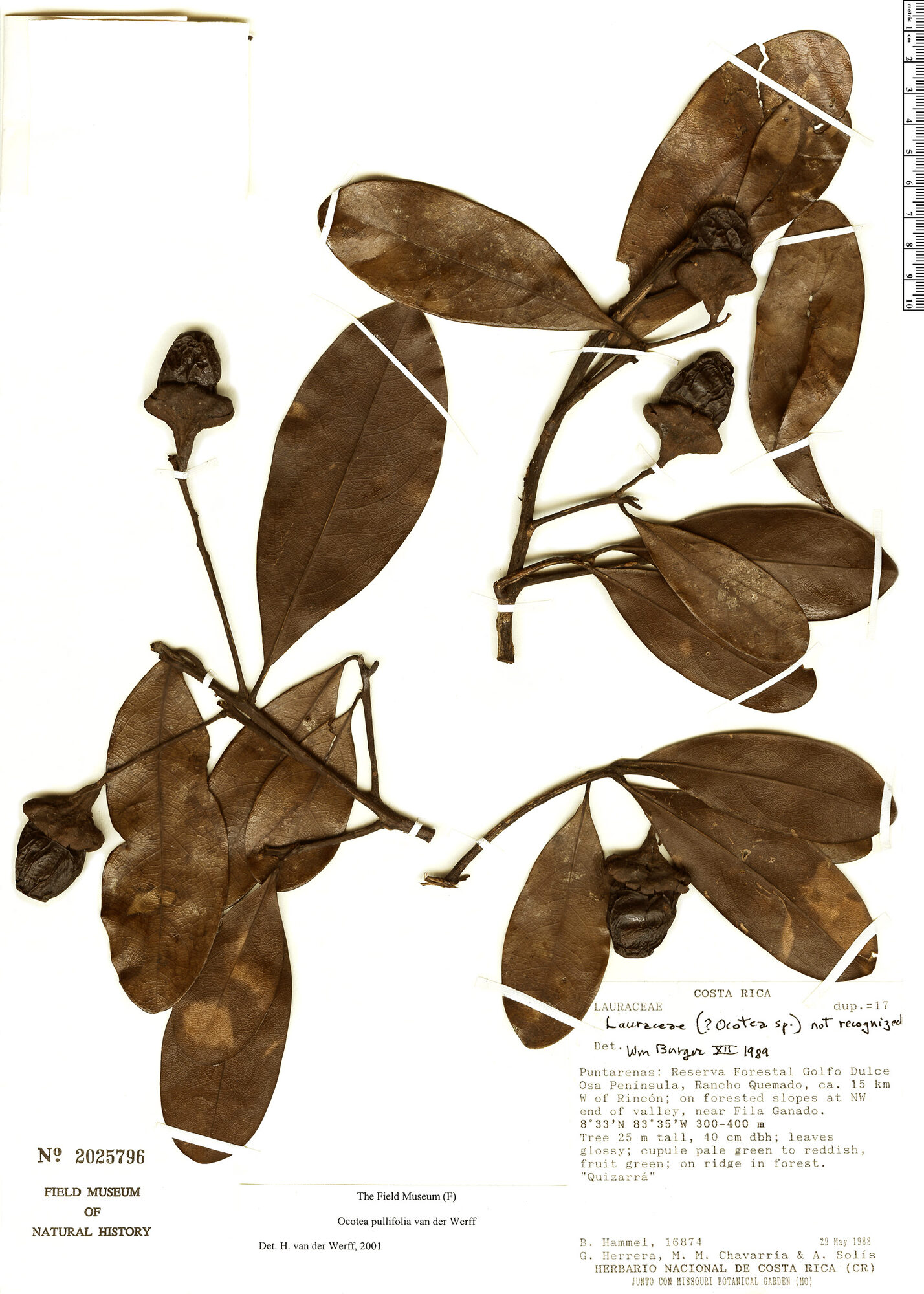 Field Museum reference sheet of Ocotea pullifolia