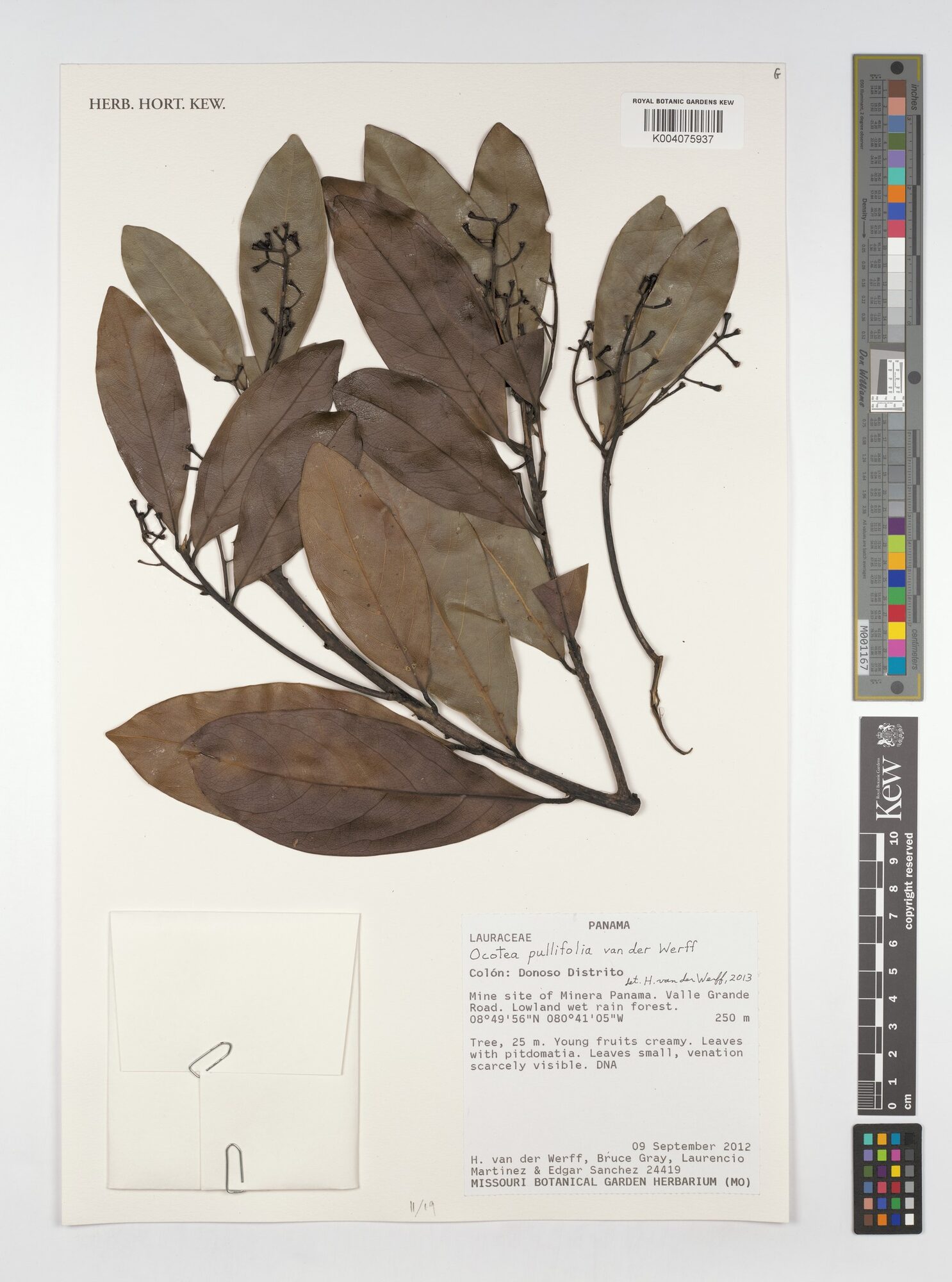 Royal Botanic Gardens, Kew specimen of Ocotea pullifolia