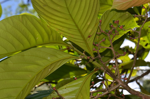 Ocotea rivularis tree bending over river