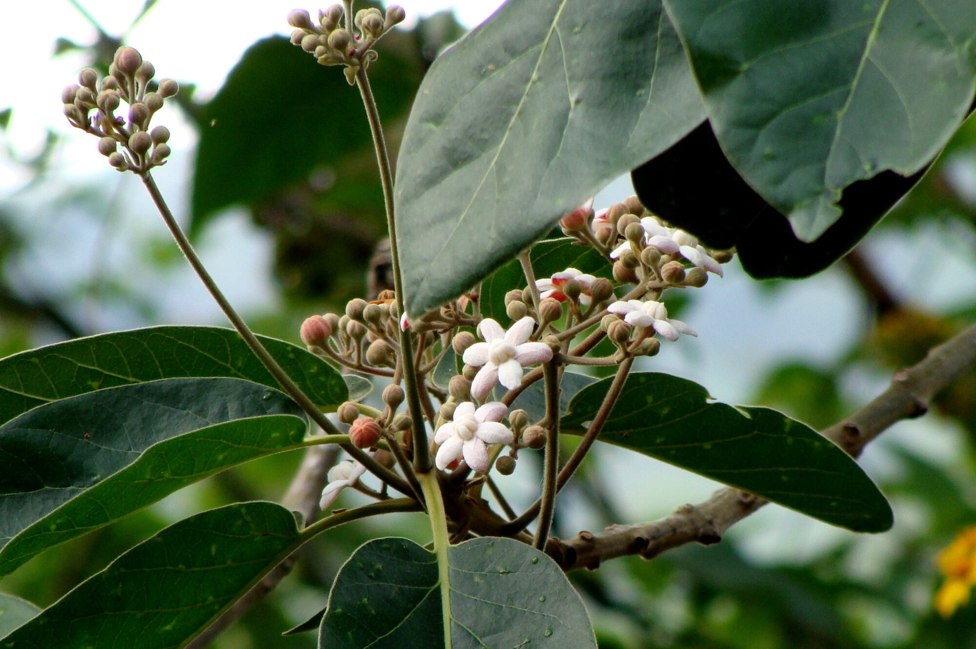 Ocotea sinuata flowers and buds