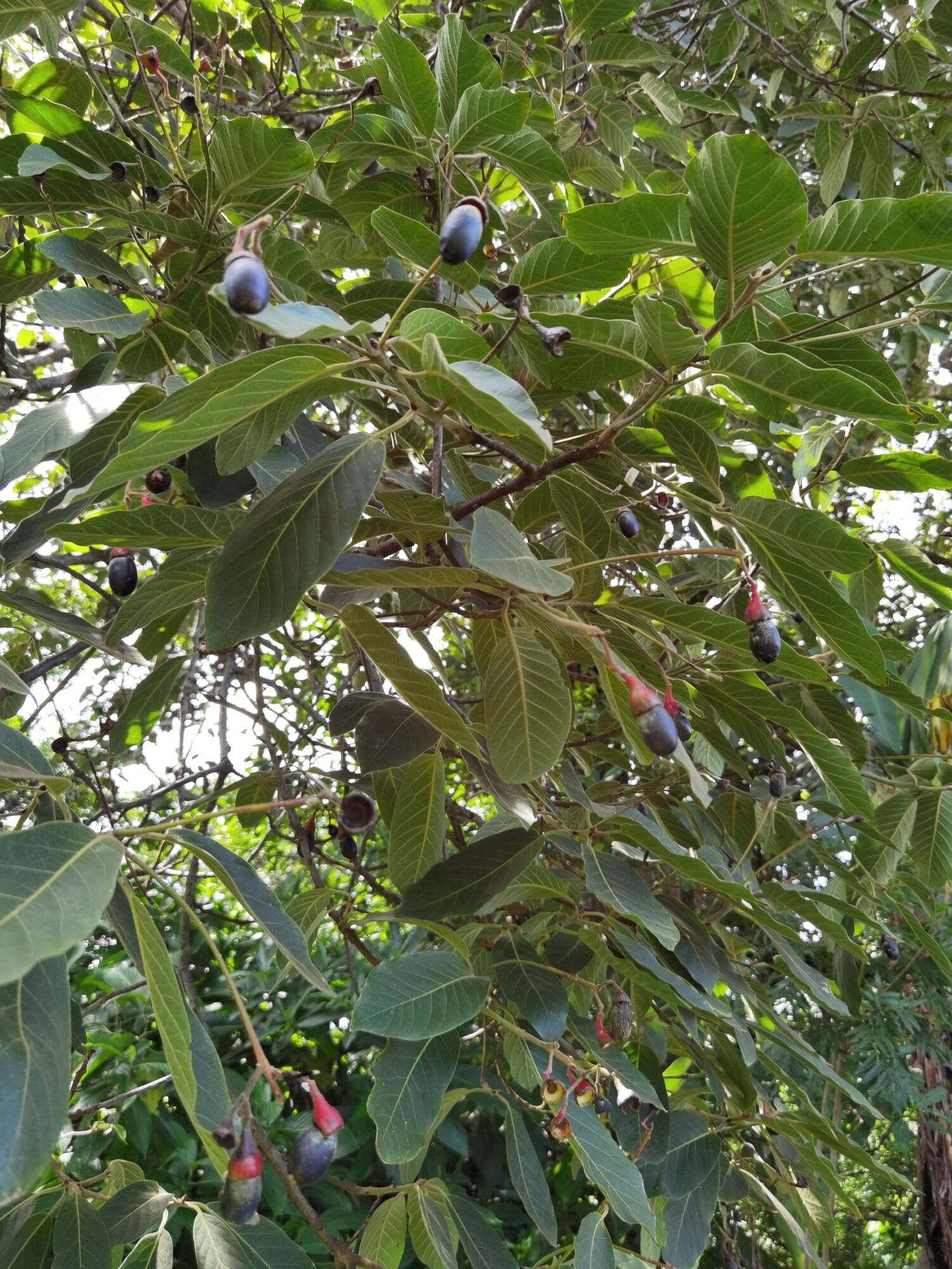Ocotea sinuata fruits on silky cupules