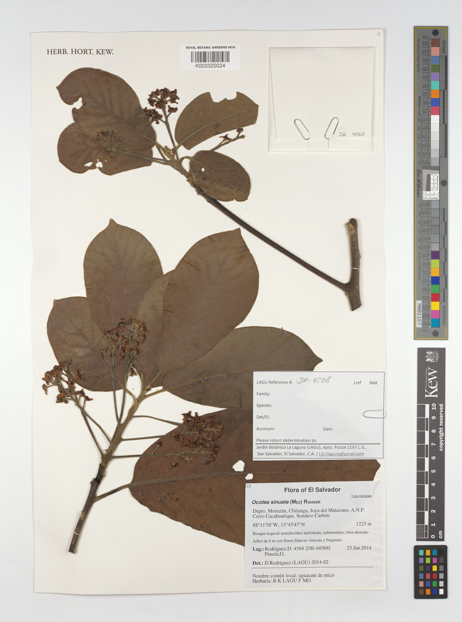 Herbarium specimen of Ocotea sinuata