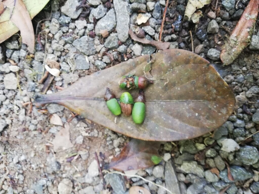 Ocotea tonduzii fruits showing green drupes with cupules on a dried leaf