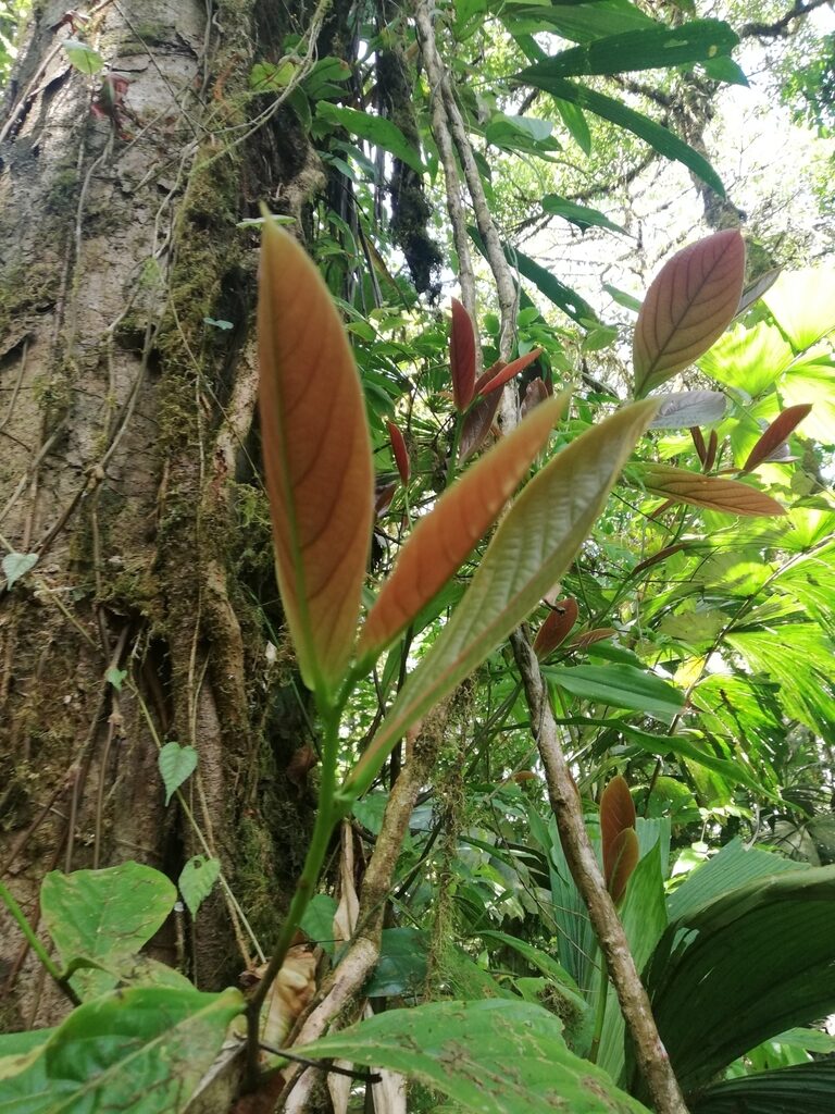 Ocotea tonduzii sapling with bronze new growth in cloud forest understory