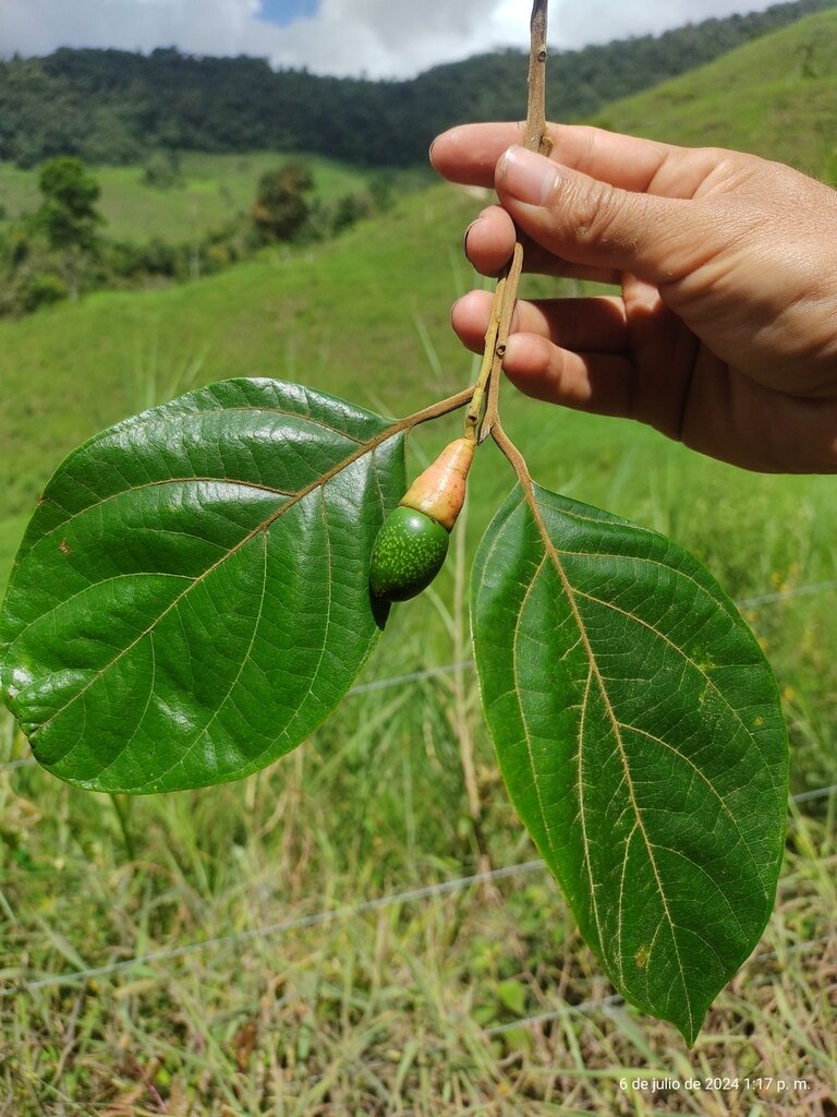 Ocotea valeriana leaves and fruit showing characteristic Lauraceae drupe with red cupule