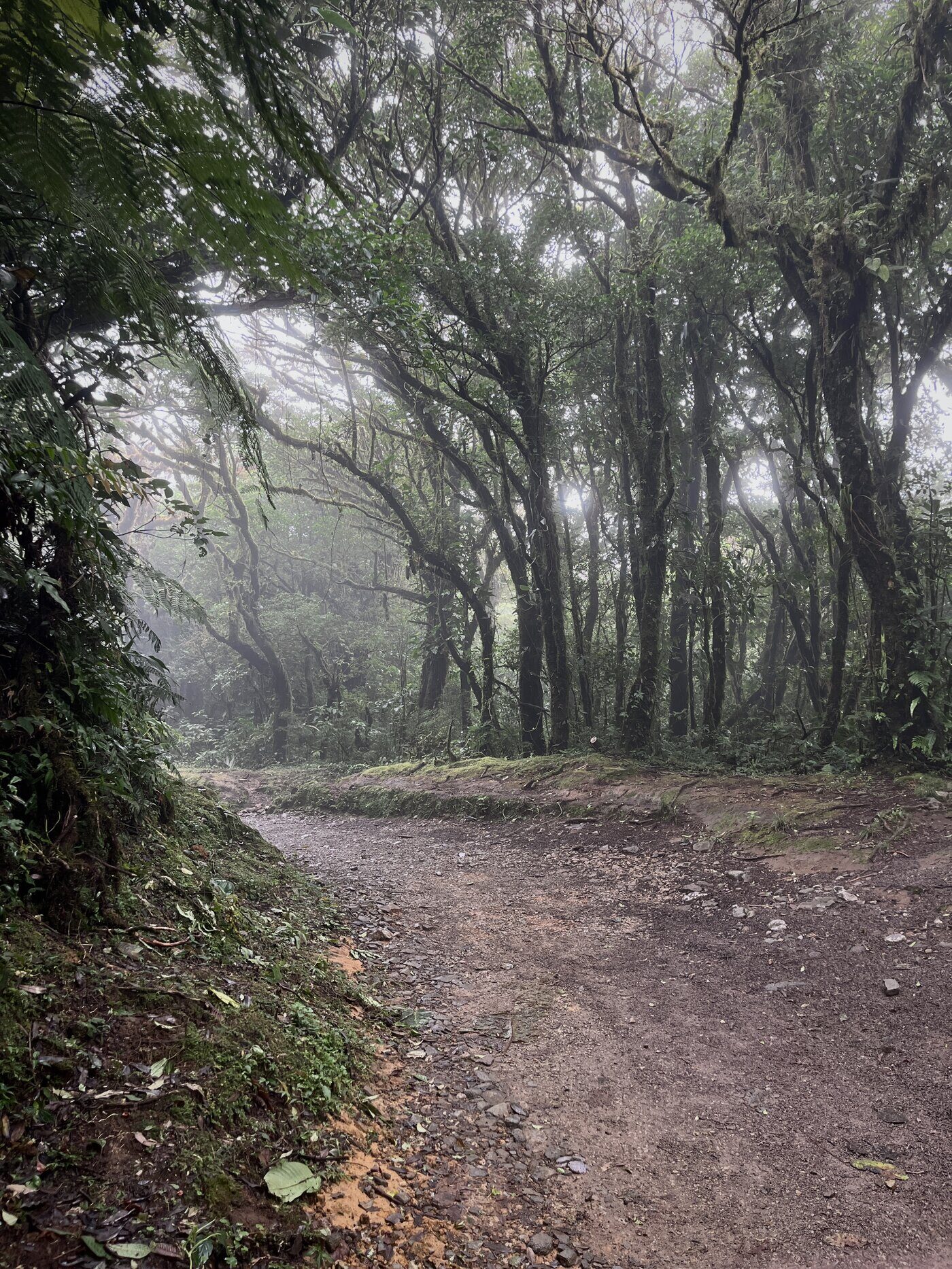 Misty cloud forest in Costa Rica with moss-covered trees