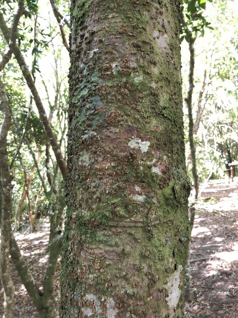 Ocotea whitei bark detail