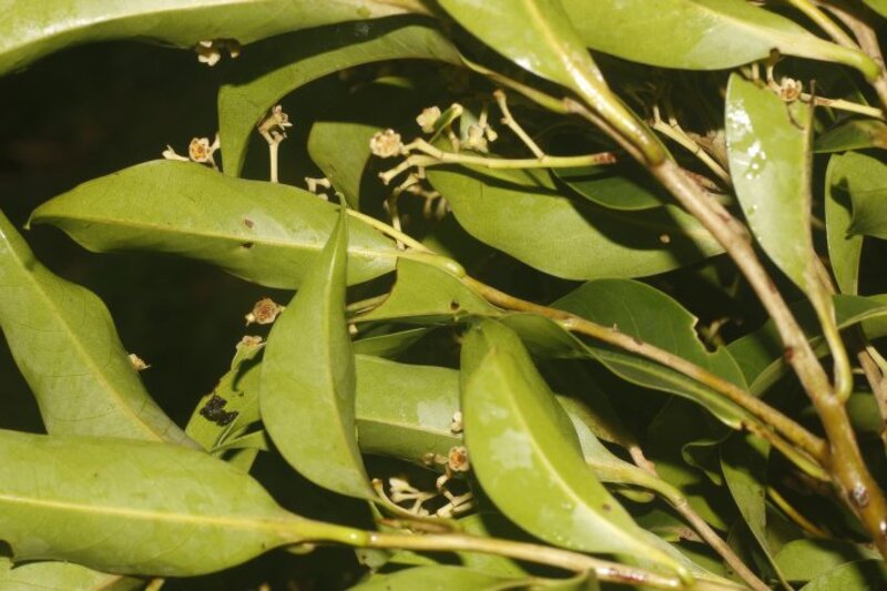 Ocotea whitei flowers