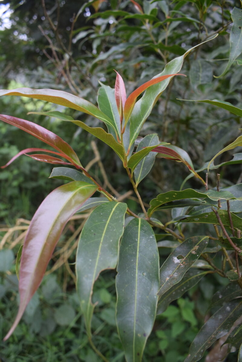 Ocotea whitei leaves showing bronze new growth